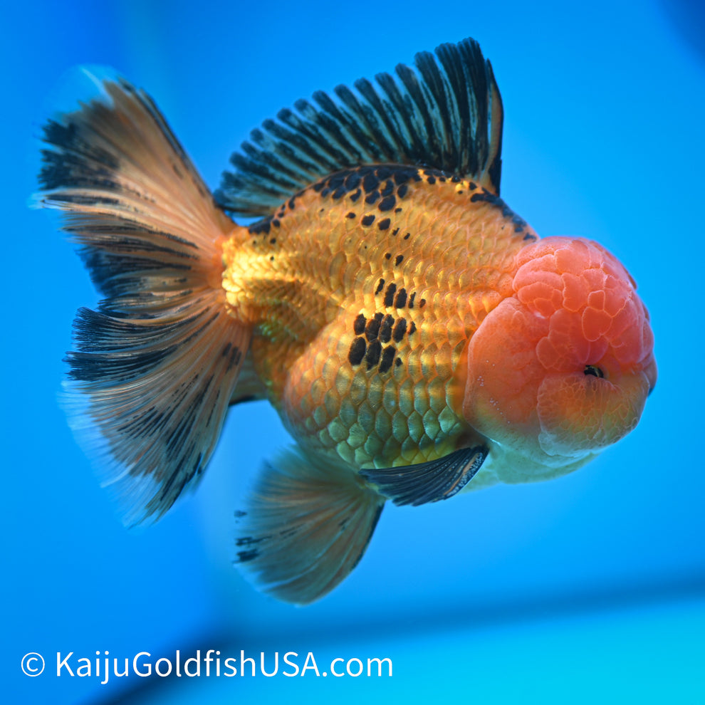 Apache Rose Tail Oranda Goldfish for Sale | Apache Rose Tail Oranda ...