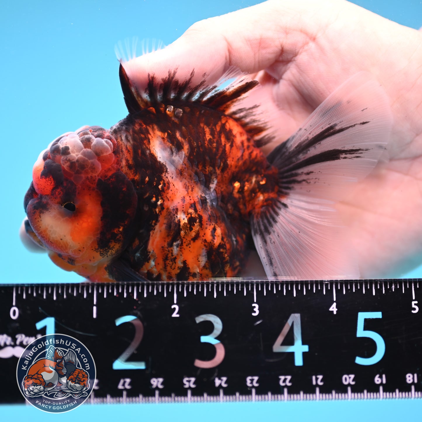Tricolor Tiger Oranda 3.5 inch Body (250822_OR07)