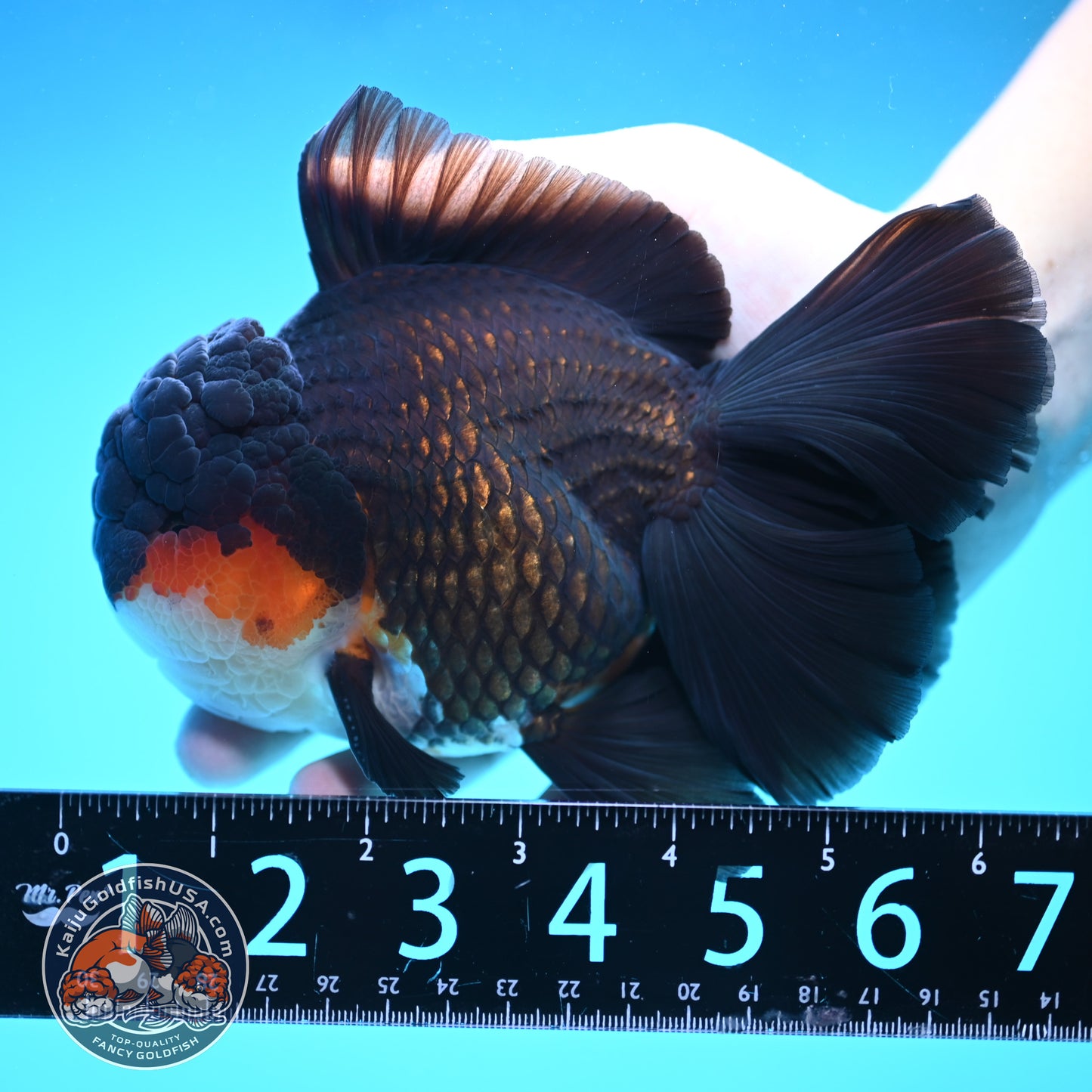 Butterfly Tail Tricolor Oranda 4 inch Body (250905_OR07)