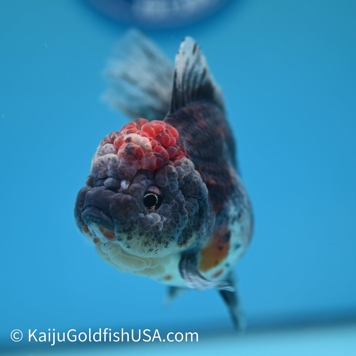 Kirin Rose Tail Oranda 5.5 inches (240405_OR07) - Kaiju Goldfish USA