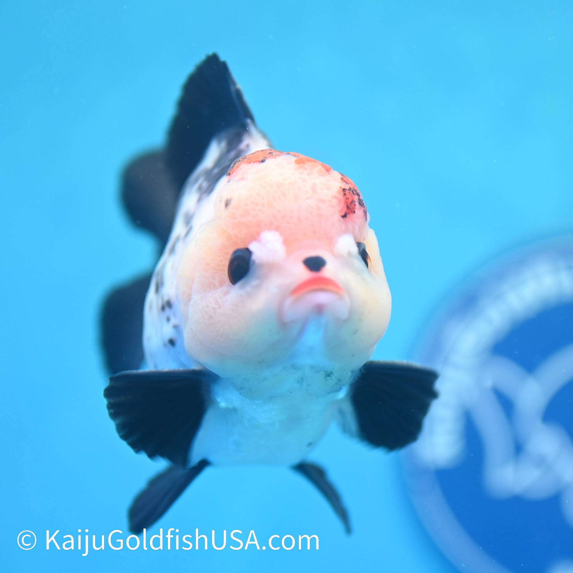 Tricolor YuanBao Oranda 4 inches (240510_OR07) - Kaiju Goldfish USA