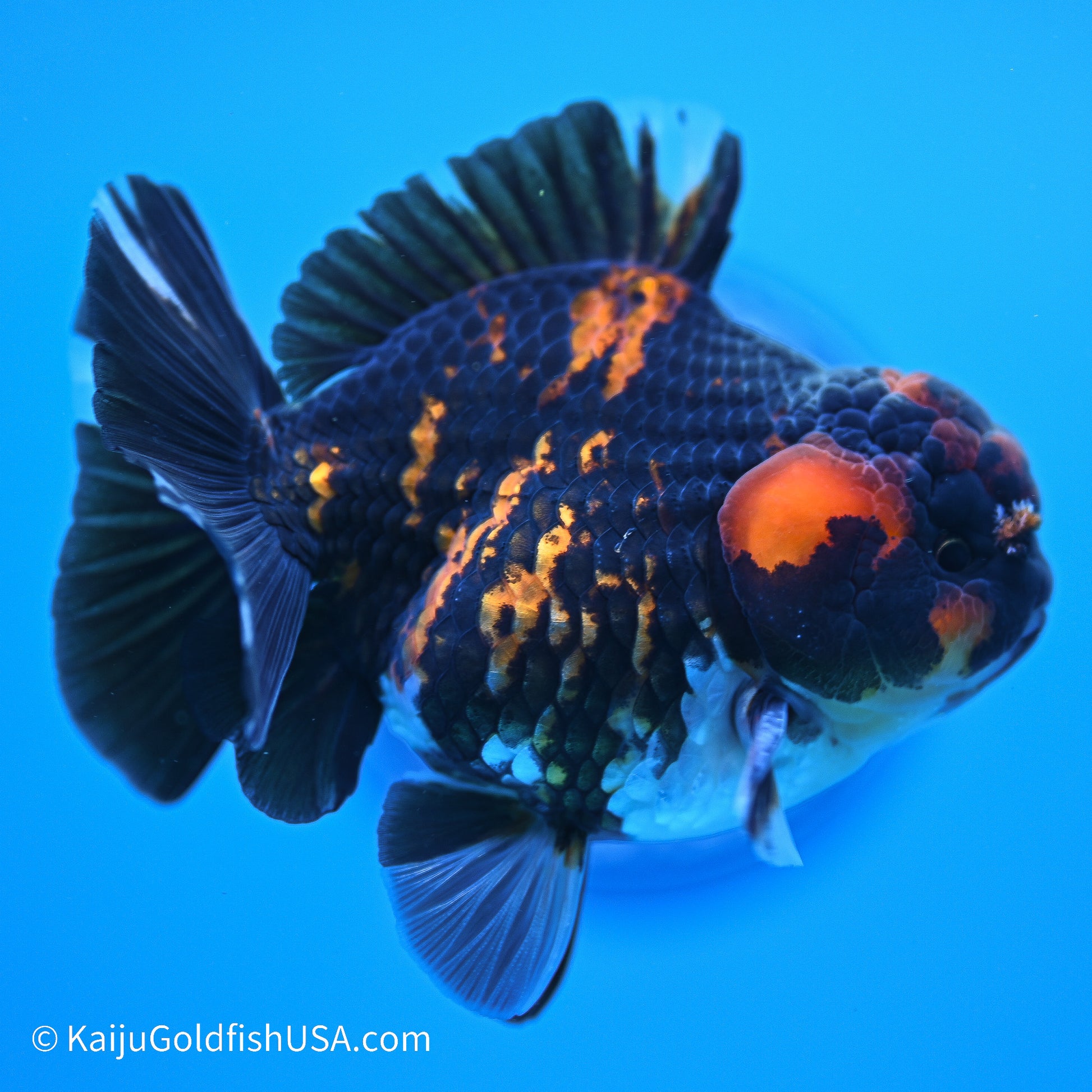 Heavy Ink Tiger YuanBao Oranda 3.5in Body (240524_OR07) - Kaiju Goldfish USA