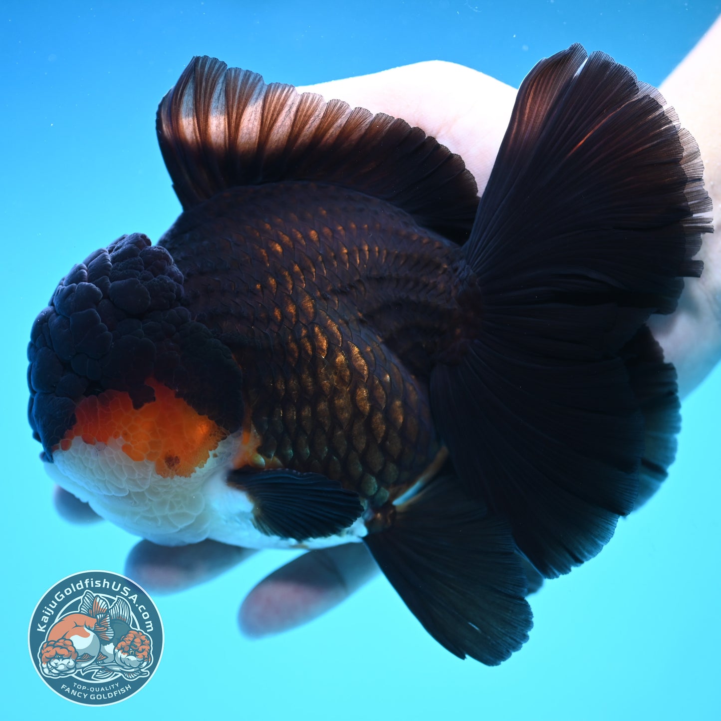 Butterfly Tail Tricolor Oranda 4 inch Body (250905_OR07)