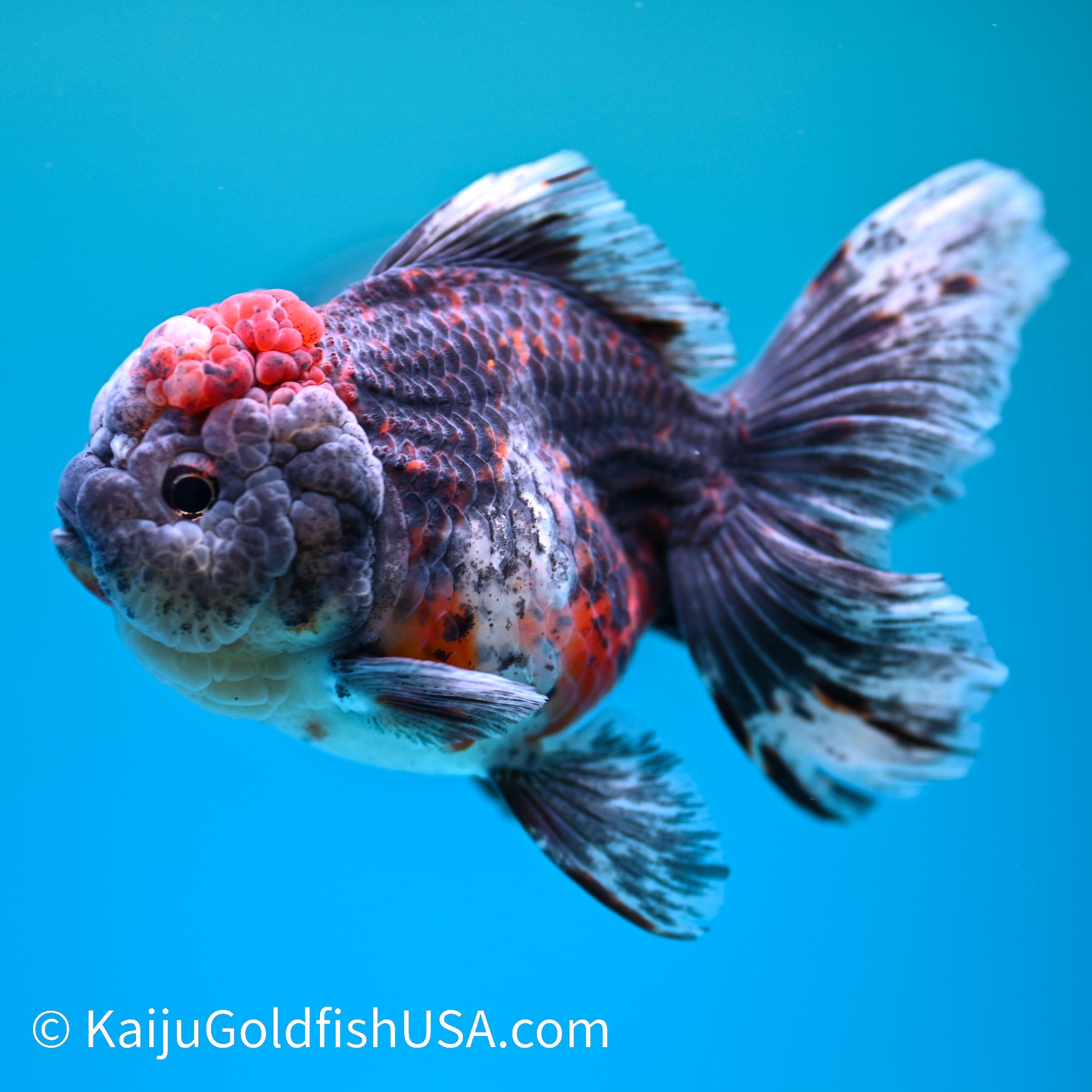 Kirin Rose Tail Oranda 5.5 inches (240405_OR07) - Kaiju Goldfish USA