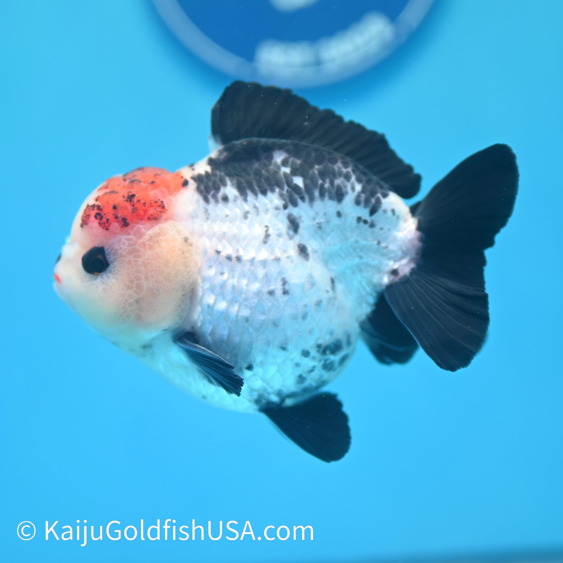 Tricolor YuanBao Oranda 4 inches (240510_OR07) - Kaiju Goldfish USA