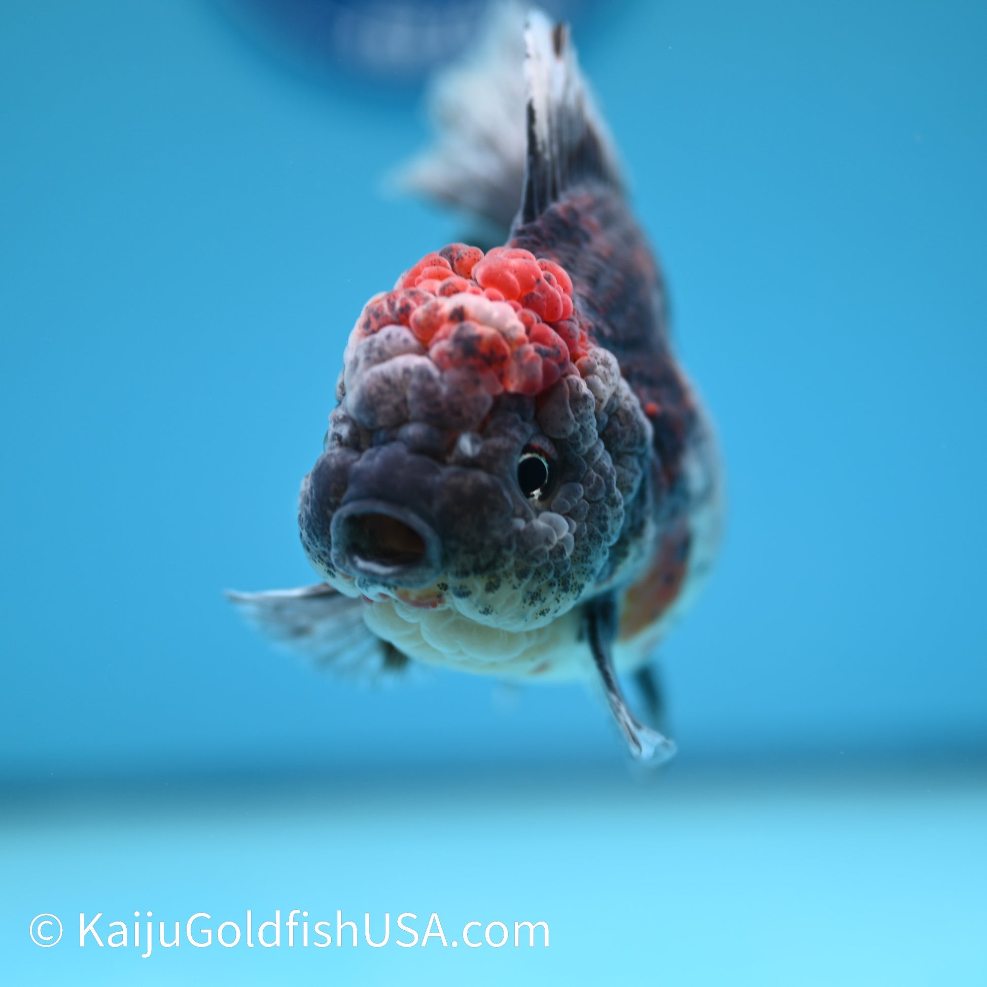 Kirin Rose Tail Oranda 5.5 inches (240405_OR07) - Kaiju Goldfish USA