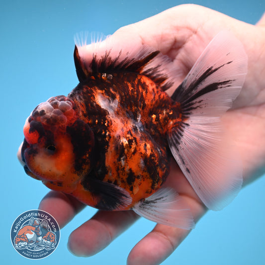 Tricolor Tiger Oranda 3.5 inch Body (250822_OR07)