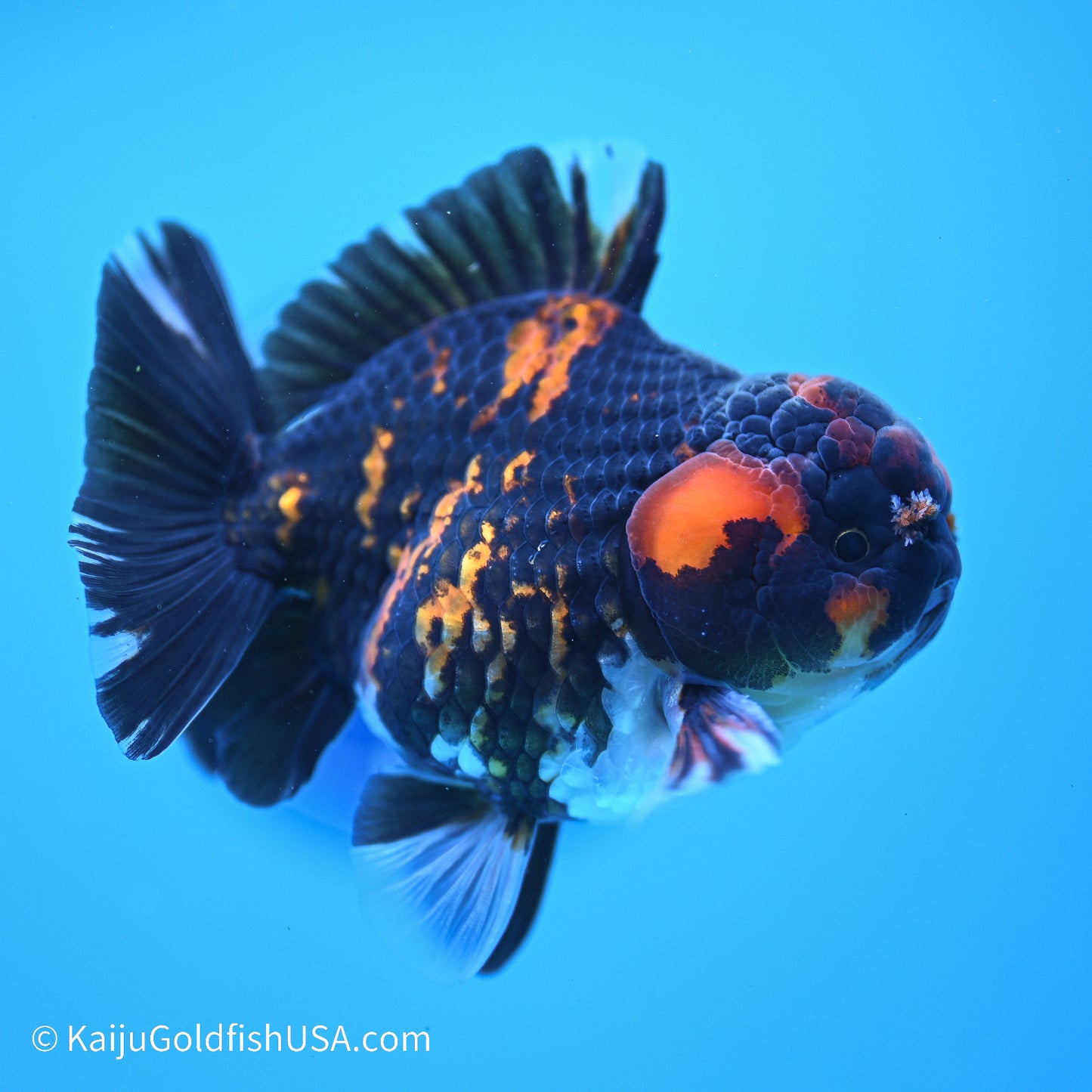 Heavy Ink Tiger YuanBao Oranda 3.5in Body (240524_OR07) - Kaiju Goldfish USA