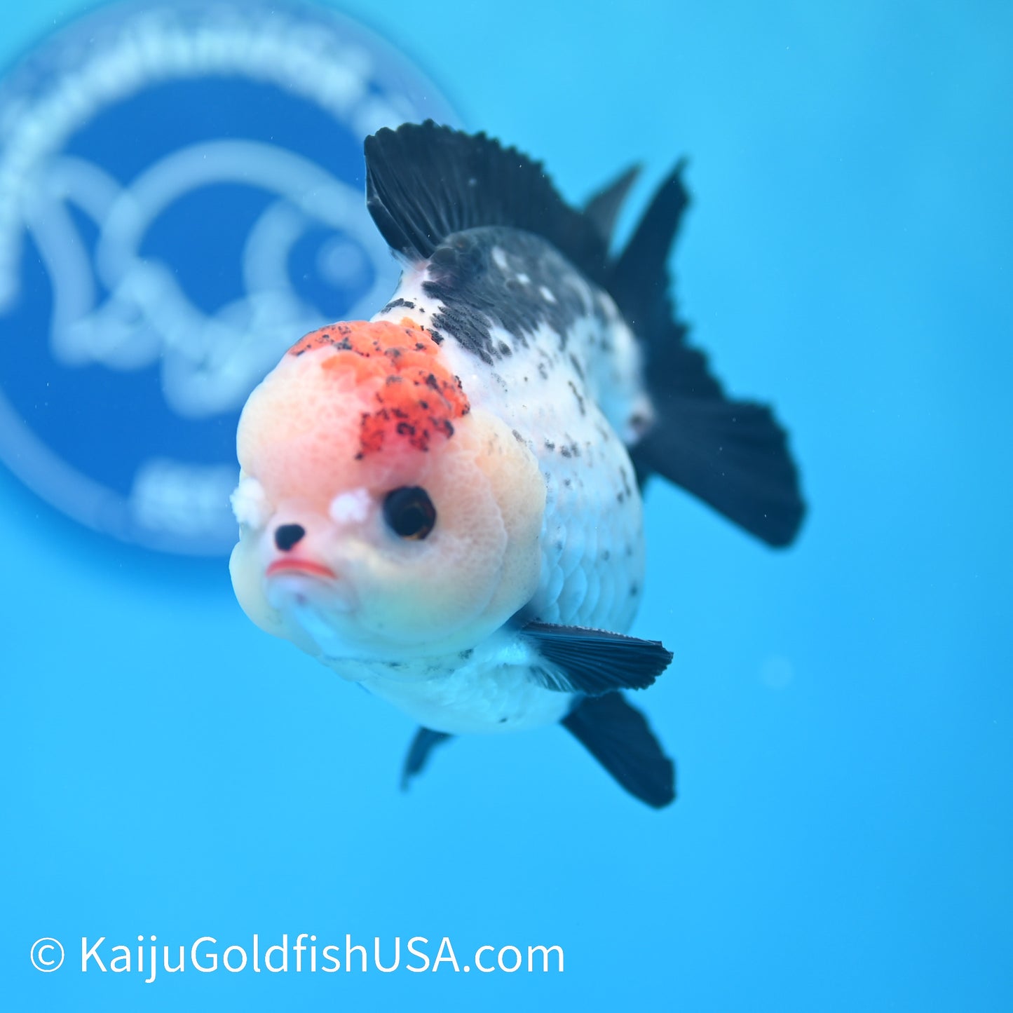 Tricolor YuanBao Oranda 4 inches (240510_OR07) - Kaiju Goldfish USA