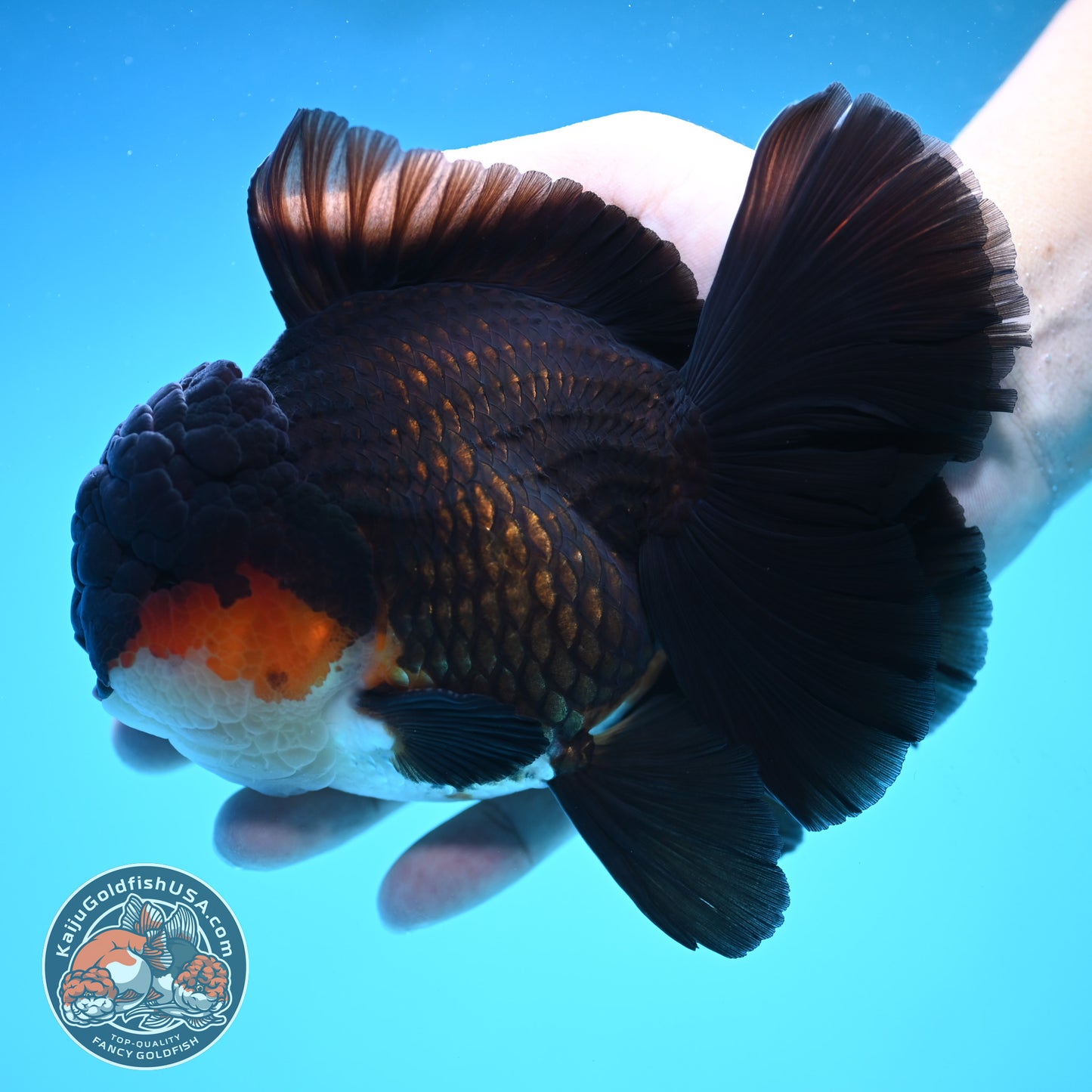 Butterfly Tail Tricolor Oranda 4 inch Body (250905_OR07)