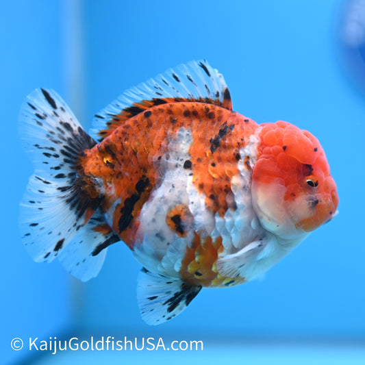 Tricolor YuanBao Oranda 4-4.5 inches (240308_OR07) - Kaiju Goldfish USA
