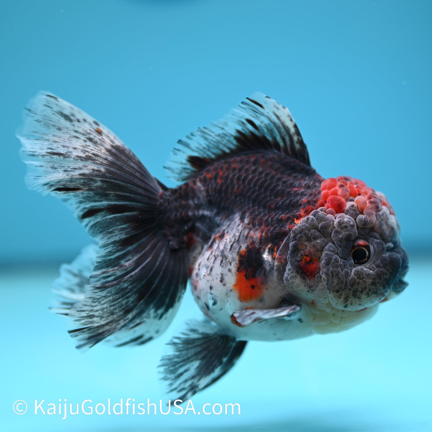 Kirin Rose Tail Oranda 5.5 inches (240405_OR07) - Kaiju Goldfish USA