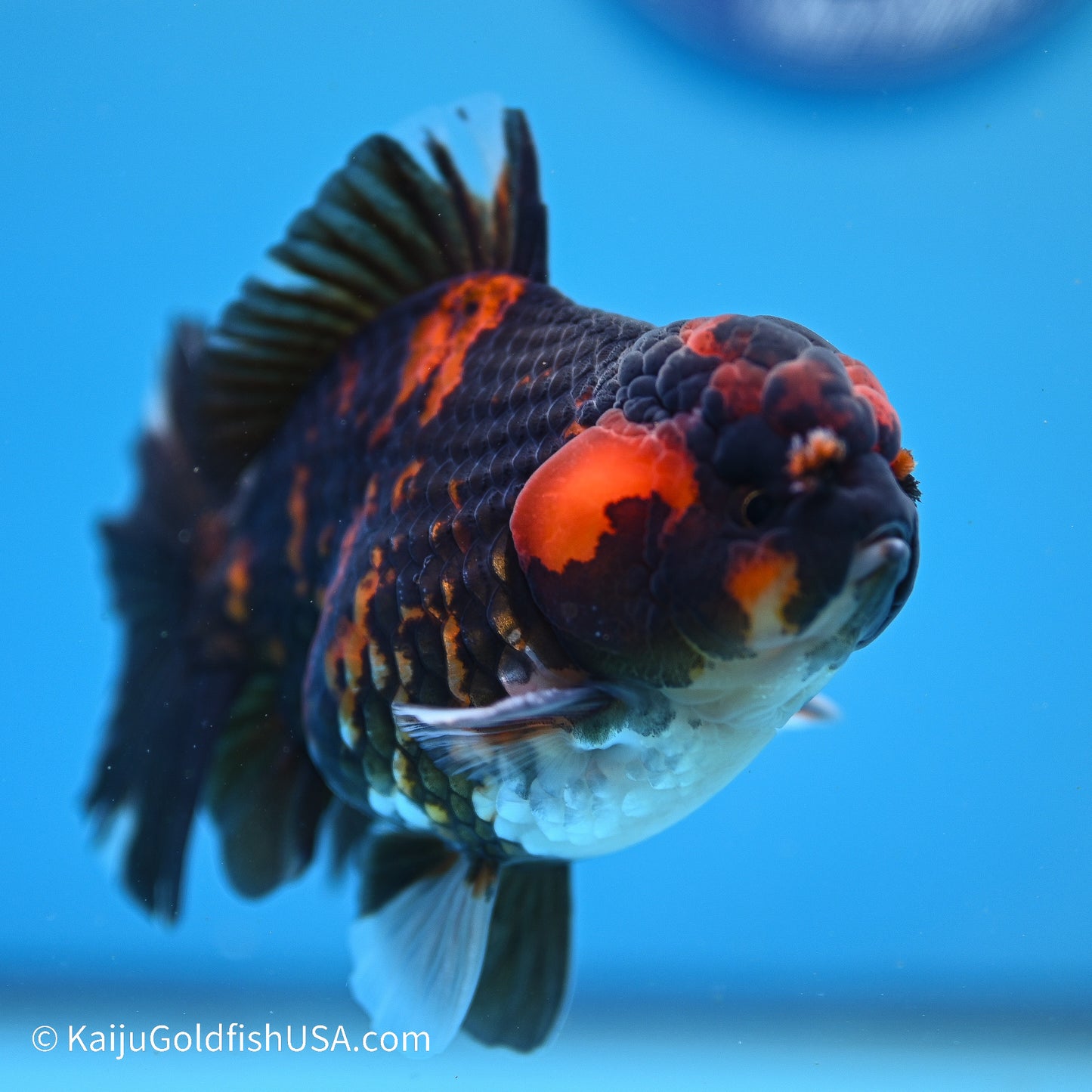 Heavy Ink Tiger YuanBao Oranda 3.5in Body (240524_OR07) - Kaiju Goldfish USA