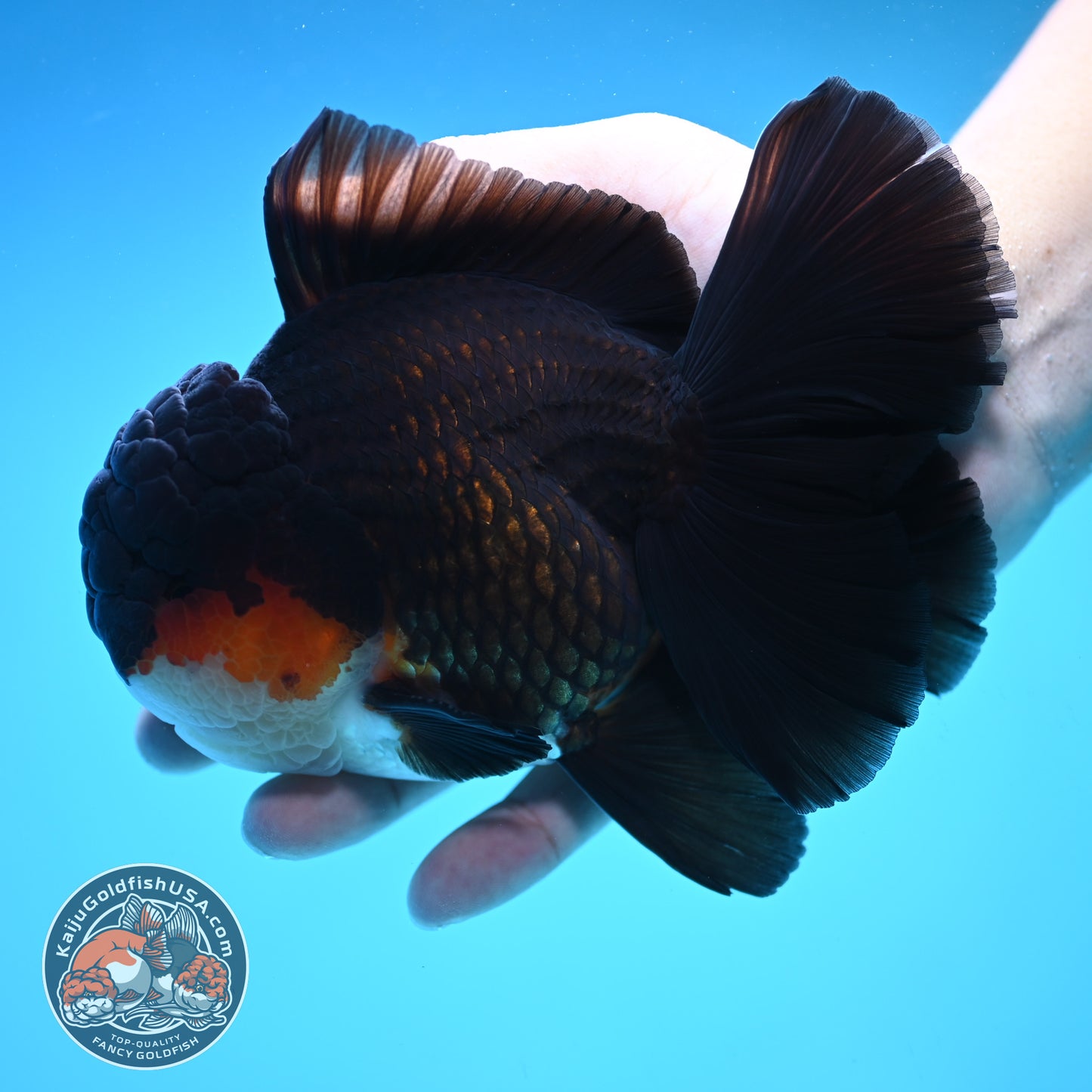 Butterfly Tail Tricolor Oranda 4 inch Body (250905_OR07)
