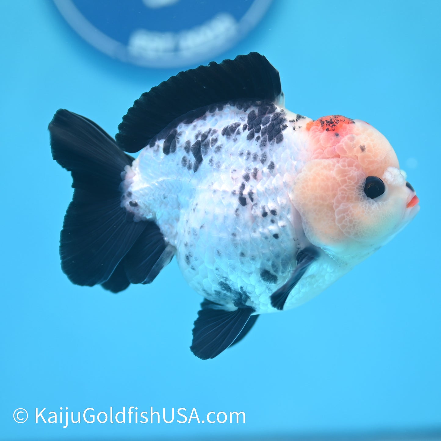 Tricolor YuanBao Oranda 4 inches (240510_OR07) - Kaiju Goldfish USA