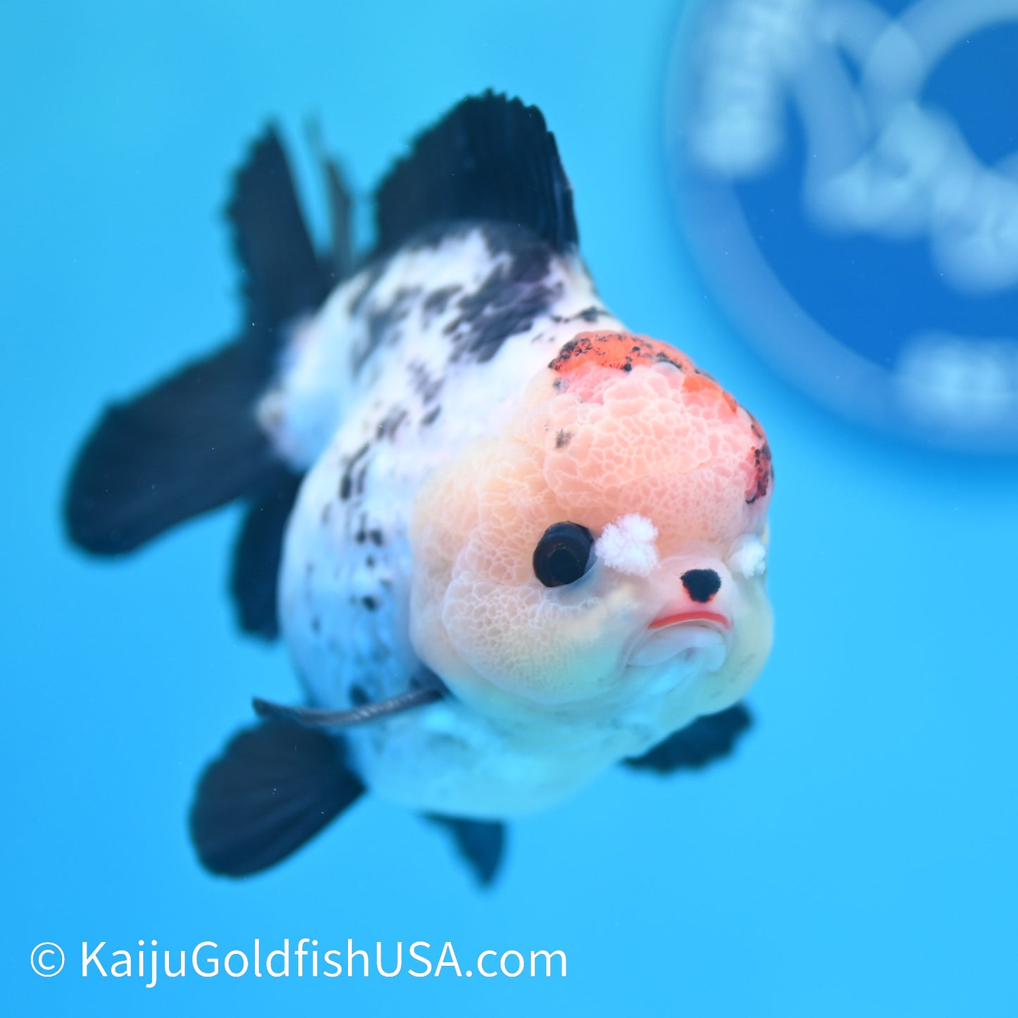 Tricolor YuanBao Oranda 4 inches (240510_OR07) - Kaiju Goldfish USA