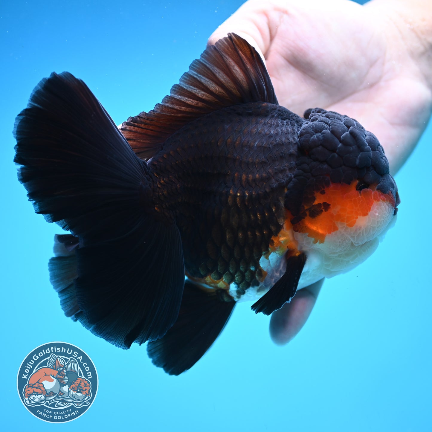 Butterfly Tail Tricolor Oranda 4 inch Body (250905_OR07)