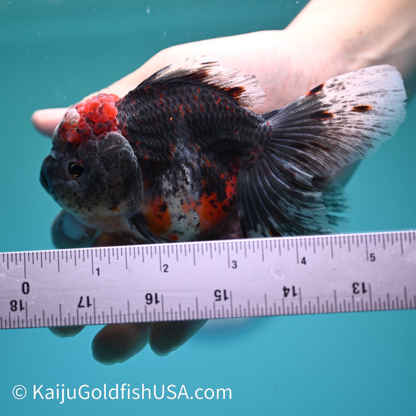 Kirin Rose Tail Oranda 5.5 inches (240405_OR07) - Kaiju Goldfish USA