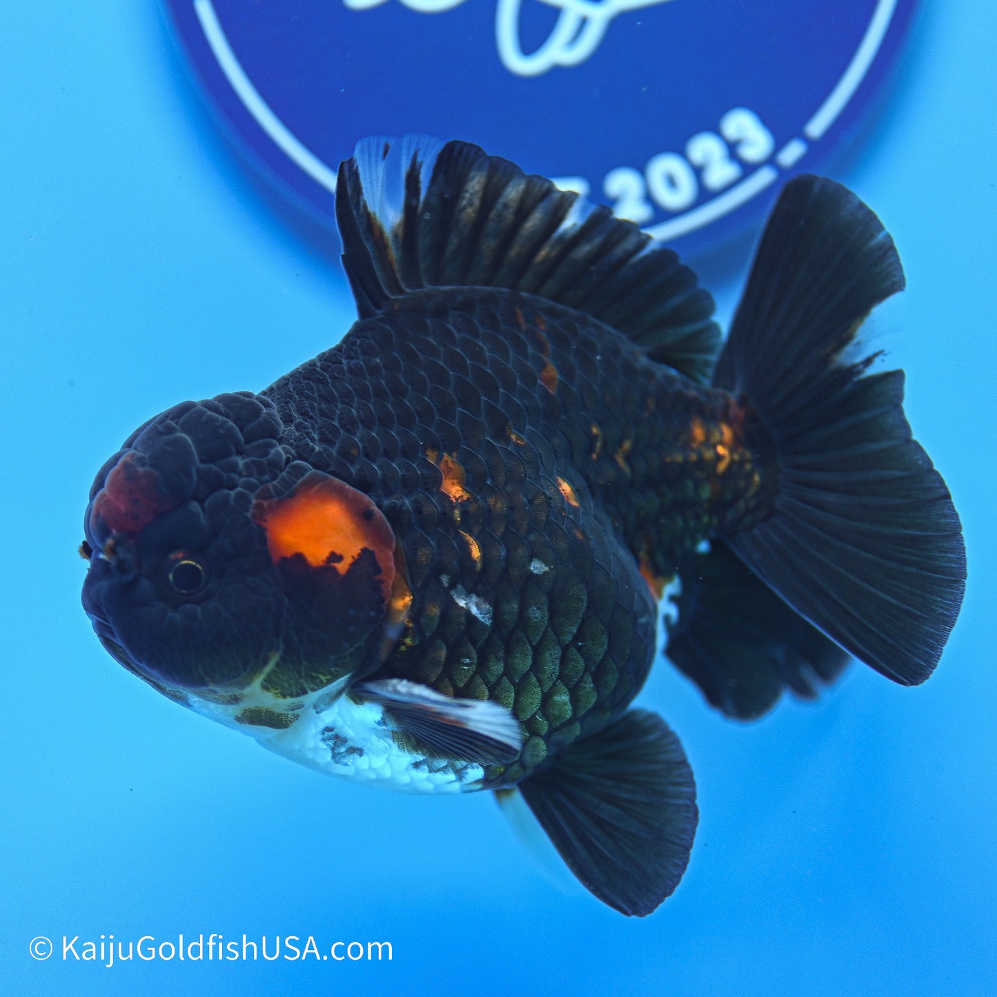 Heavy Ink Tiger YuanBao Oranda 3.5in Body (240524_OR07) - Kaiju Goldfish USA