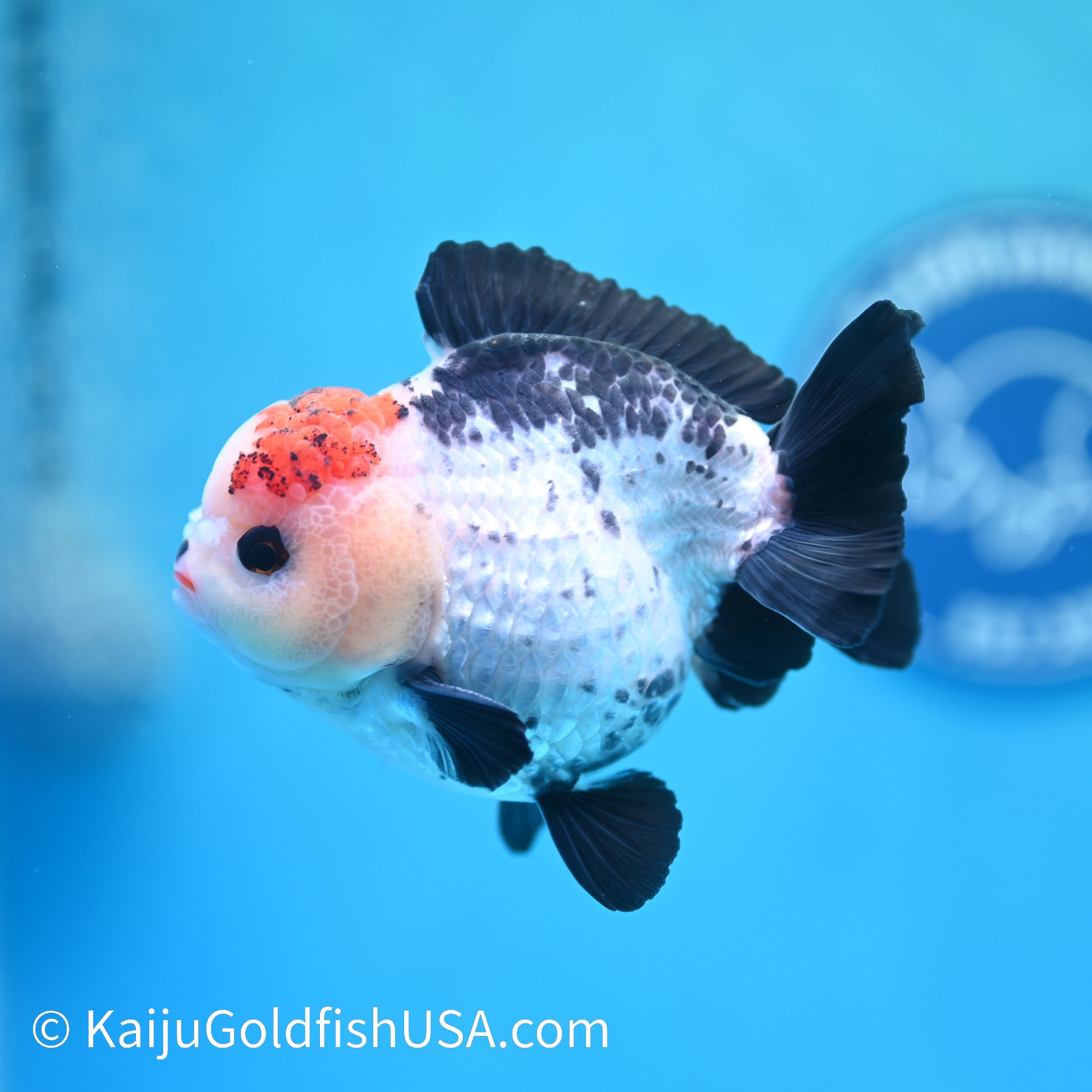 Tricolor YuanBao Oranda 4 inches (240510_OR07) - Kaiju Goldfish USA