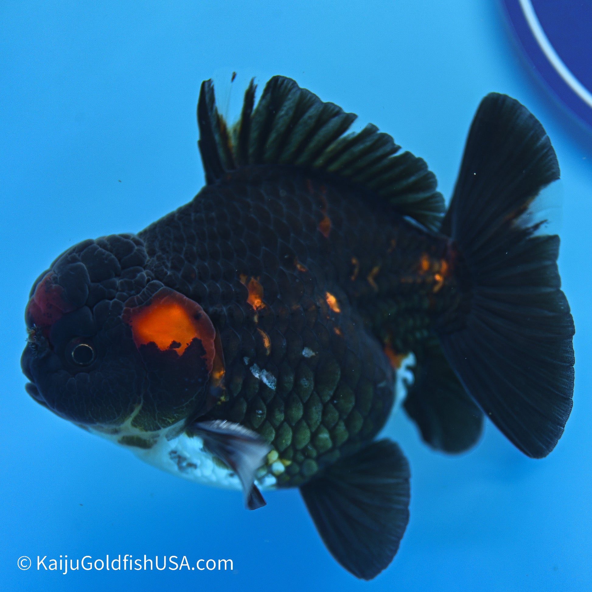 Heavy Ink Tiger YuanBao Oranda 3.5in Body (240524_OR07) - Kaiju Goldfish USA