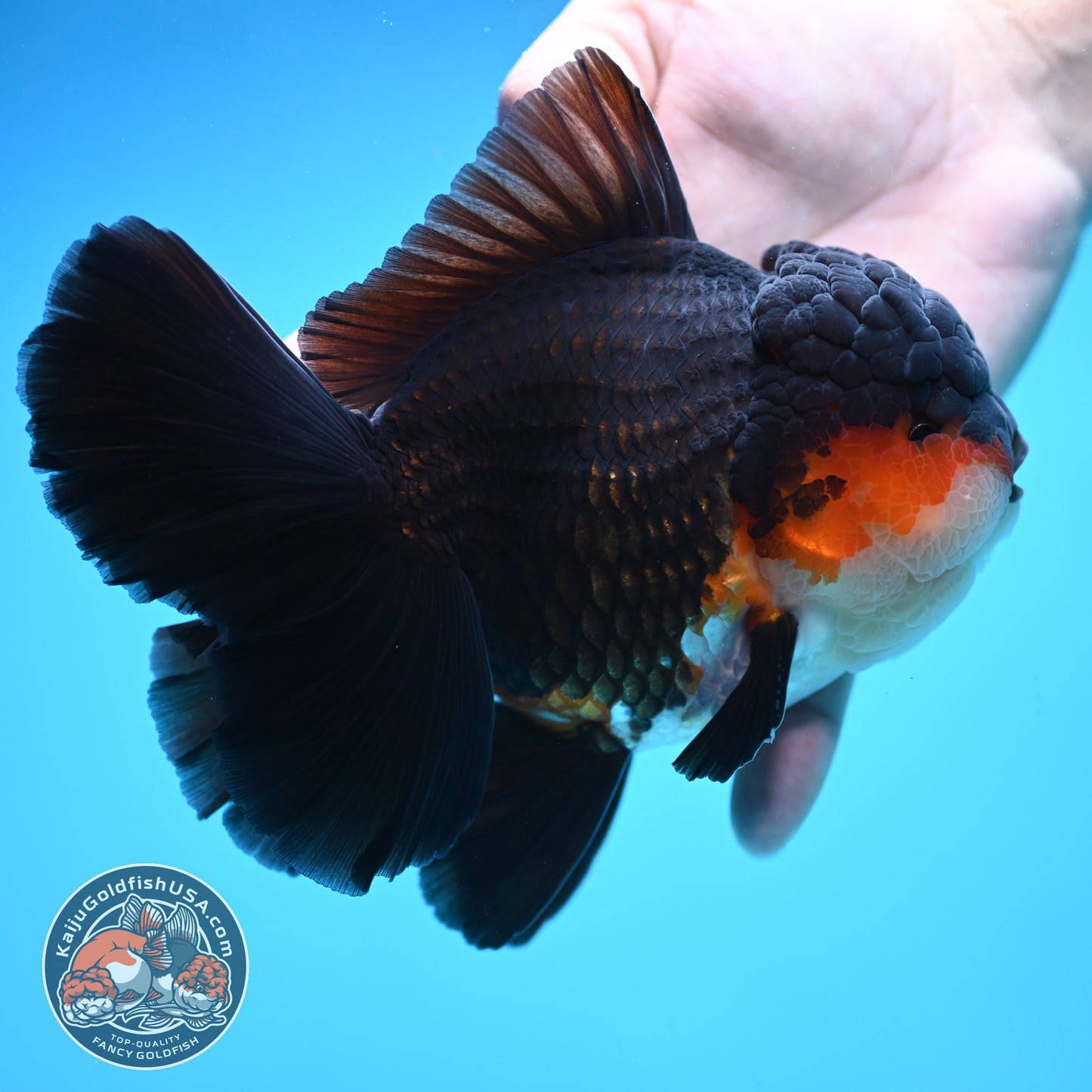 Butterfly Tail Tricolor Oranda 4 inch Body (250905_OR07)
