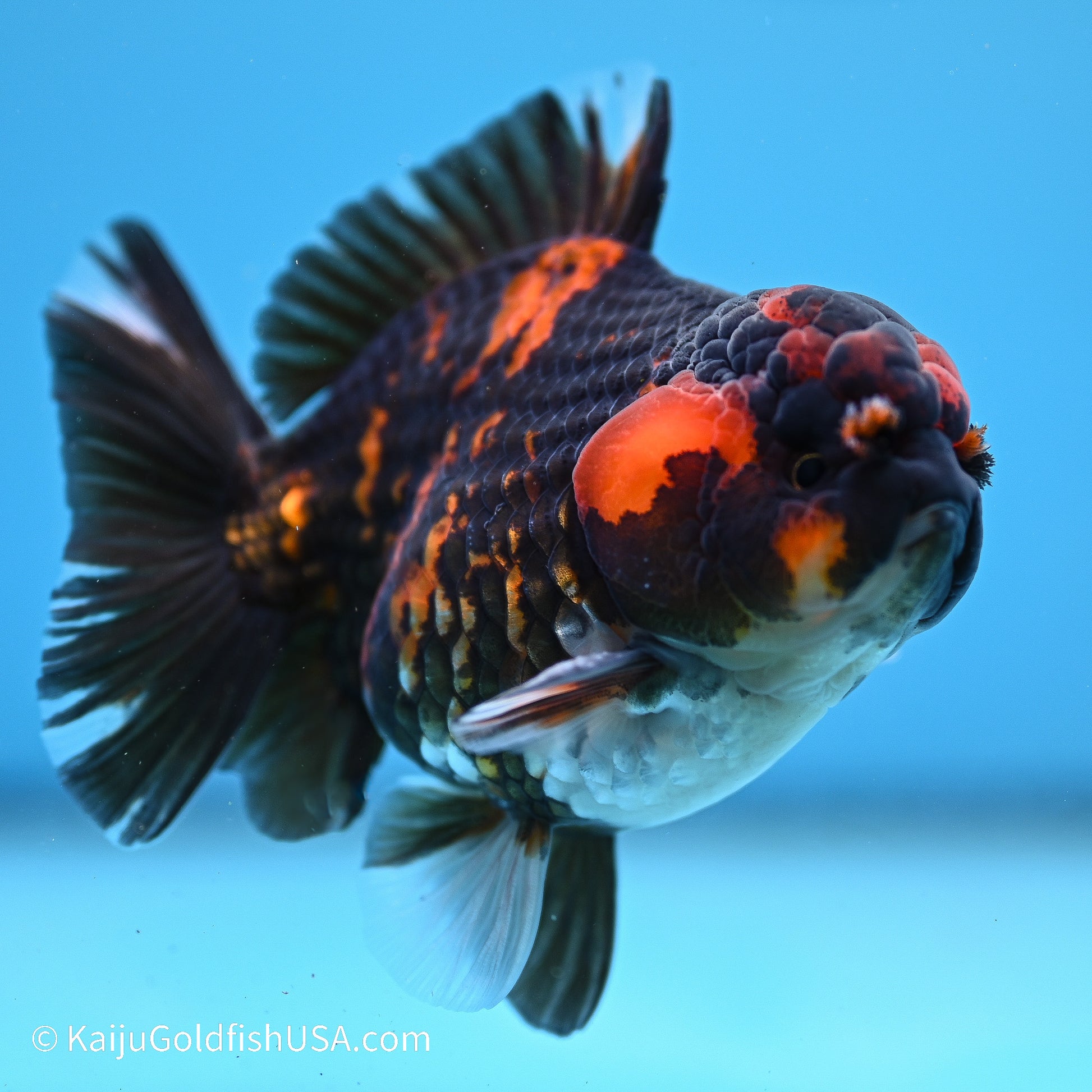 Heavy Ink Tiger YuanBao Oranda 3.5in Body (240524_OR07) - Kaiju Goldfish USA