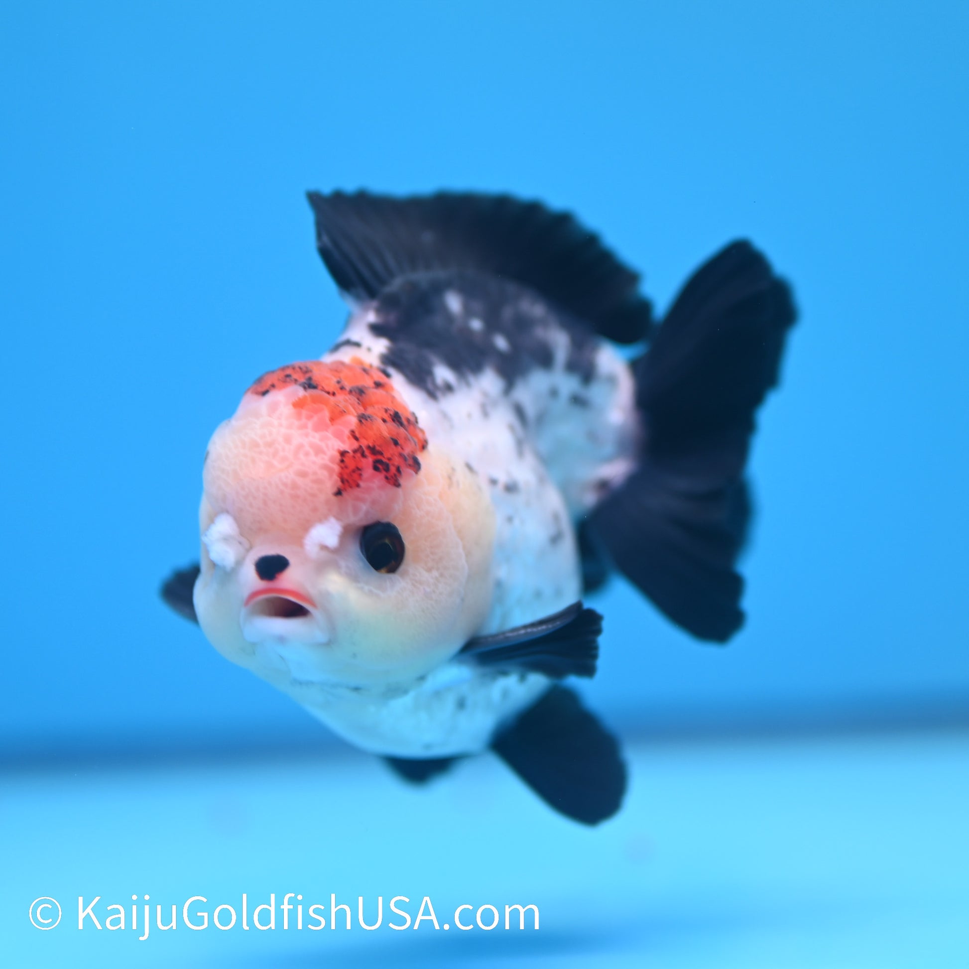 Tricolor YuanBao Oranda 4 inches (240510_OR07) - Kaiju Goldfish USA