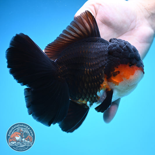 Butterfly Tail Tricolor Oranda 4 inch Body (250905_OR07)