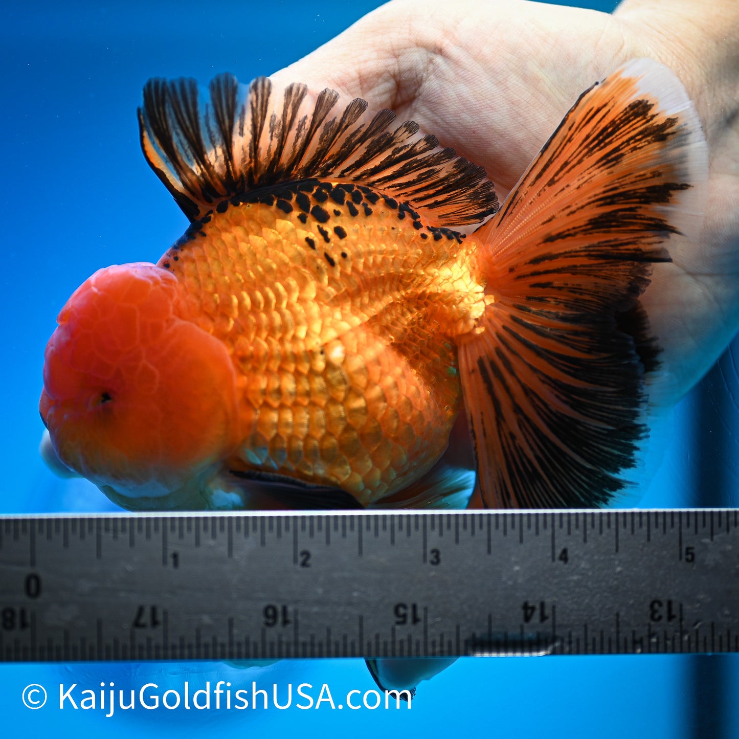 Apache Rose Tail Oranda 4.5-5 inches (240322_OR7) - Kaiju Goldfish USA