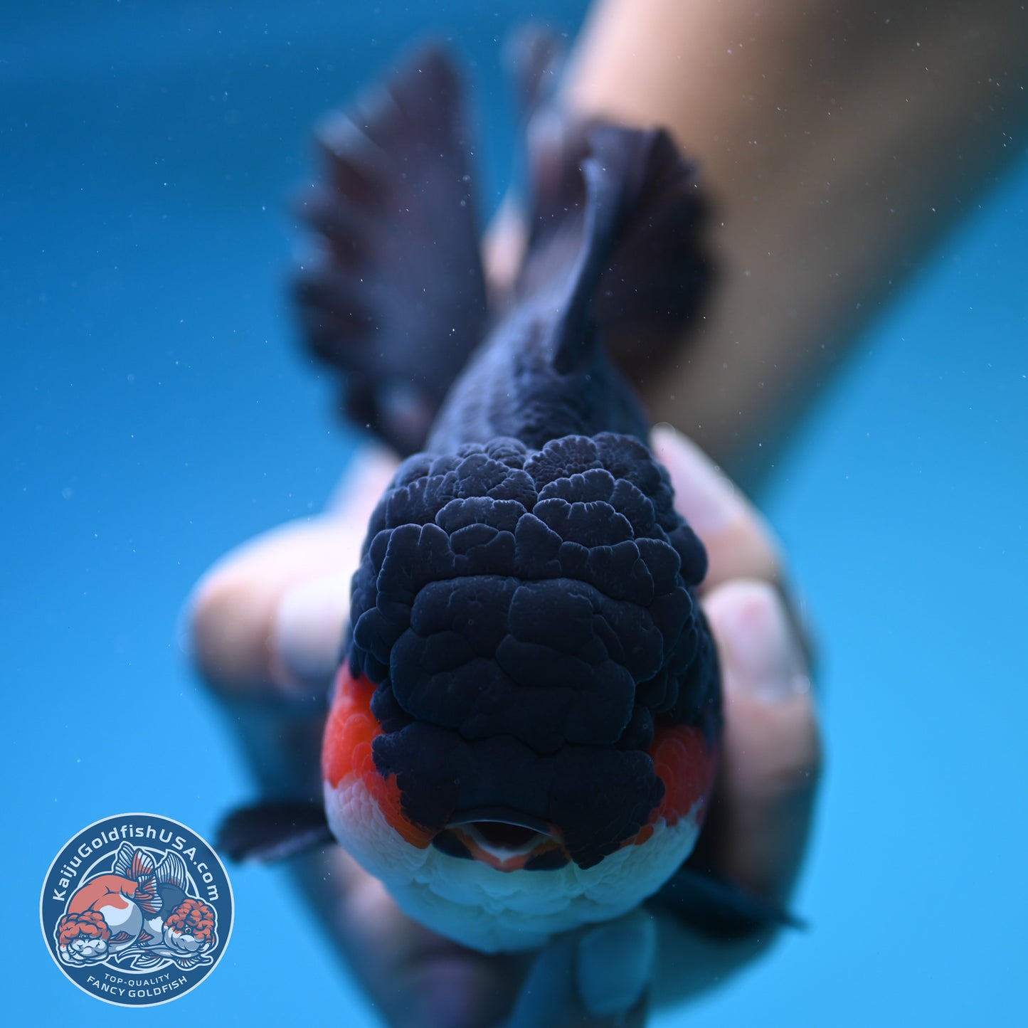 Butterfly Tail Tricolor Oranda 4 inch Body (250905_OR07)