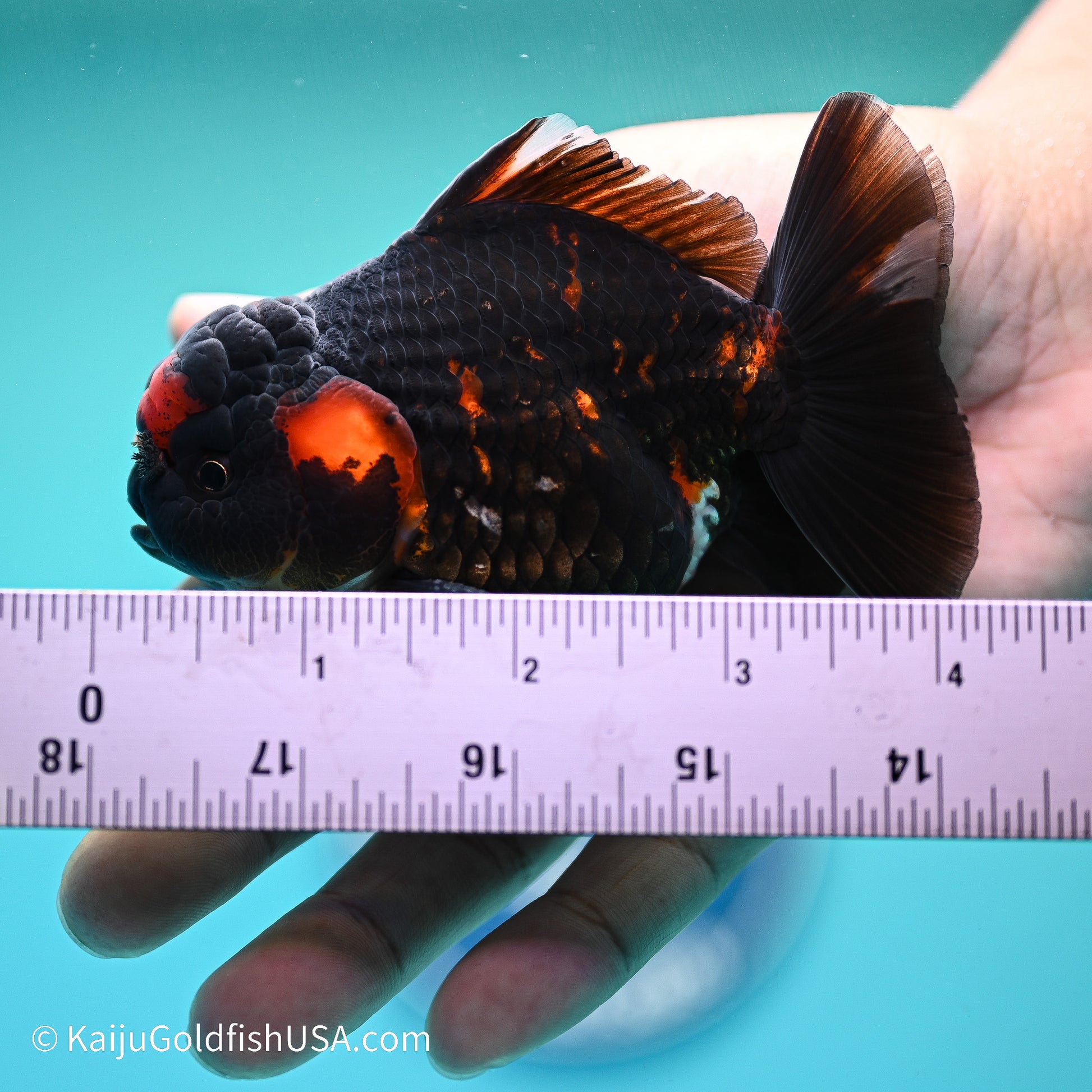 Heavy Ink Tiger YuanBao Oranda 3.5in Body (240524_OR07) - Kaiju Goldfish USA