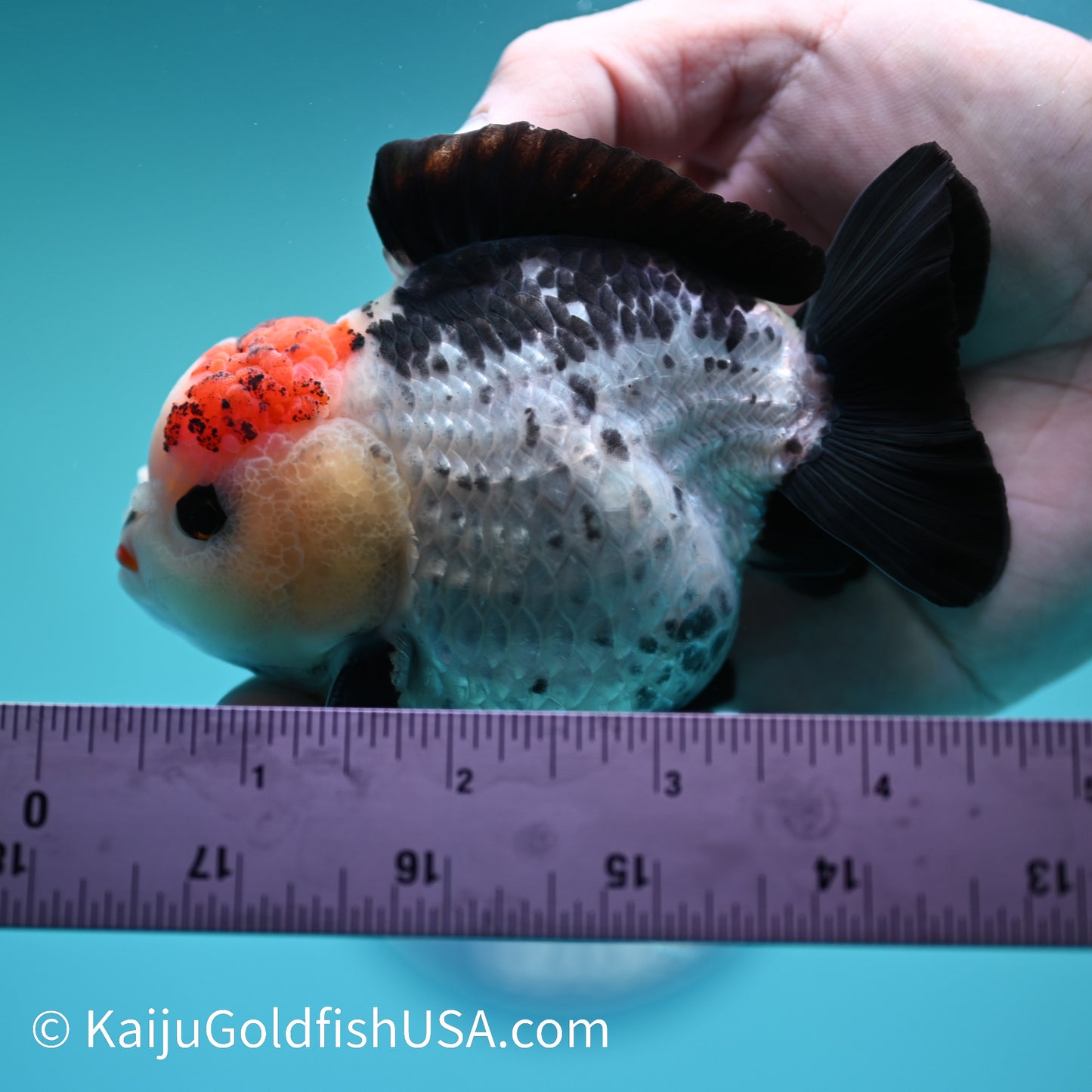 Tricolor YuanBao Oranda 4 inches (240510_OR07) - Kaiju Goldfish USA