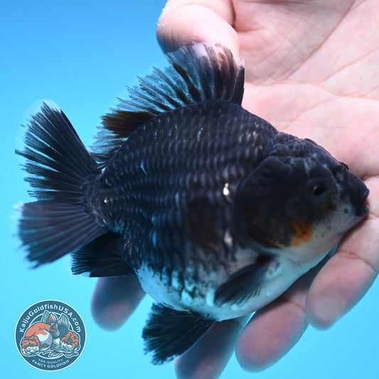 Shogun Blue Base Kirin Oranda 4 inch Body (250815_OR07)