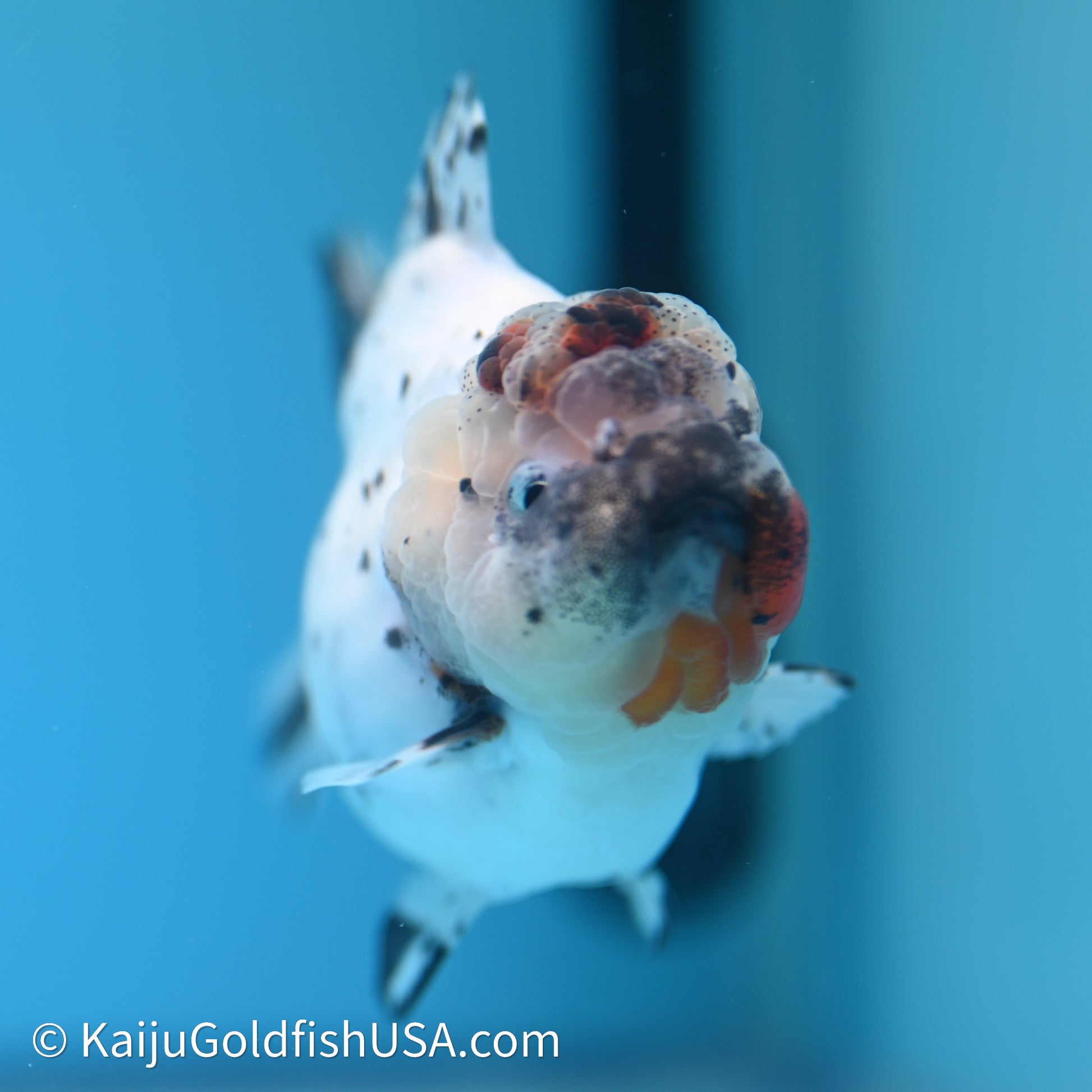 Shogun Godzilla Calico Oranda 3.5in Body (240614_OR08) - Kaiju Goldfish USA