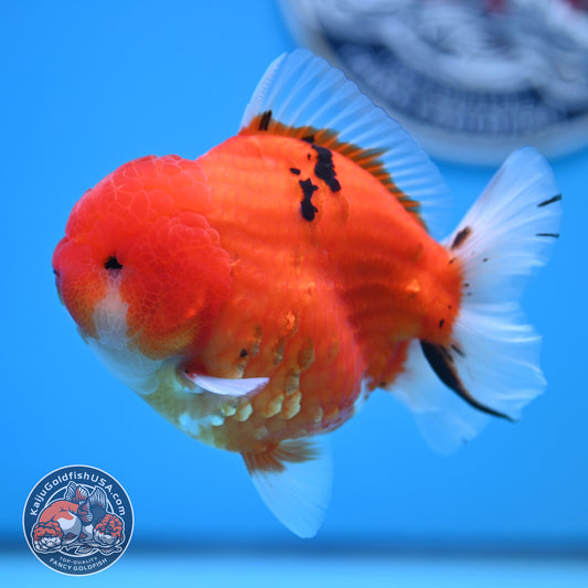 Tricolor Sakura YuanBao Oranda 3.7 inches Body (250516_OR08)