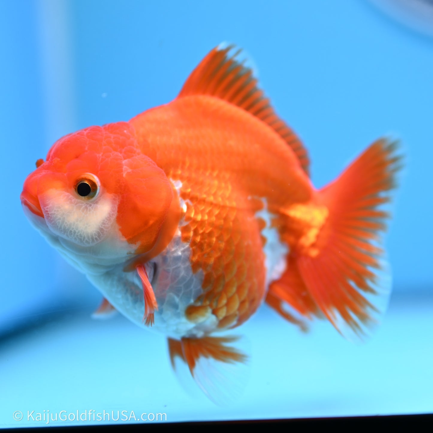 Shogun Godzilla Red White Oranda 3.5in Body (240719_OR08) - Kaiju Goldfish USA