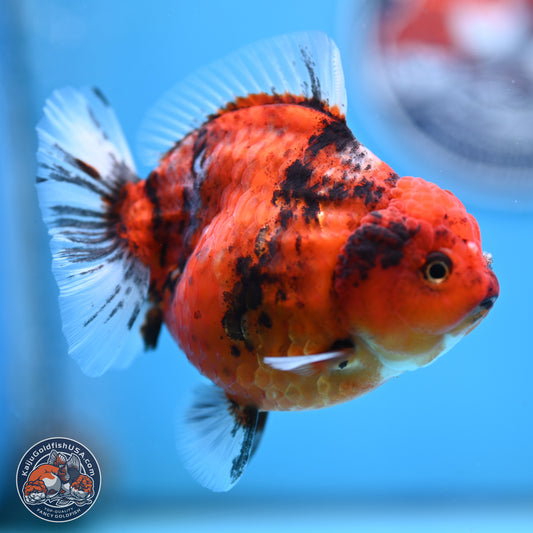 Shogun Tiger Oranda 3.75 inches Body - Female (250207_OR08)