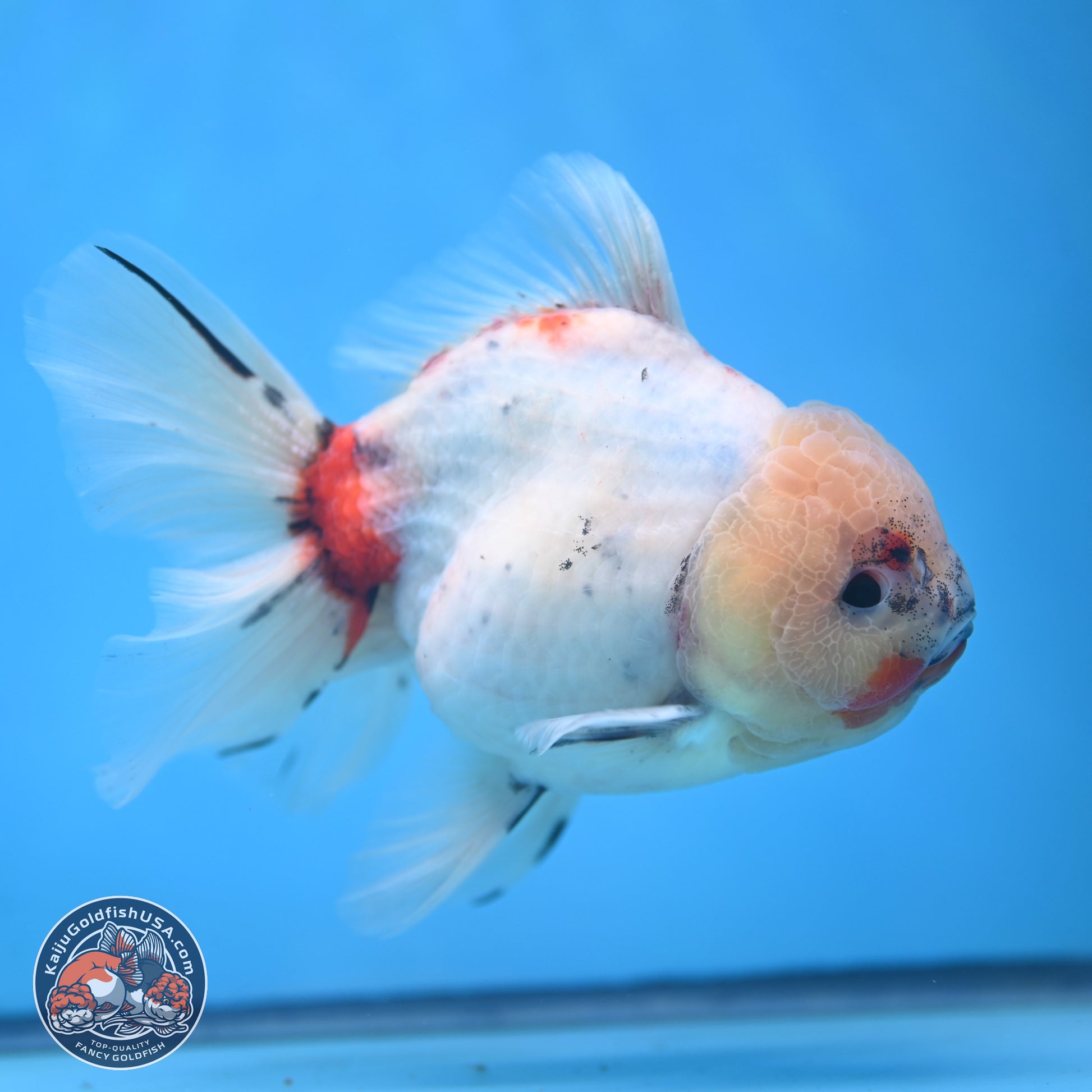 Calico Rose Tail Oranda 5.5 inches - Female (241115_OR08) - Kaiju Goldfish USA