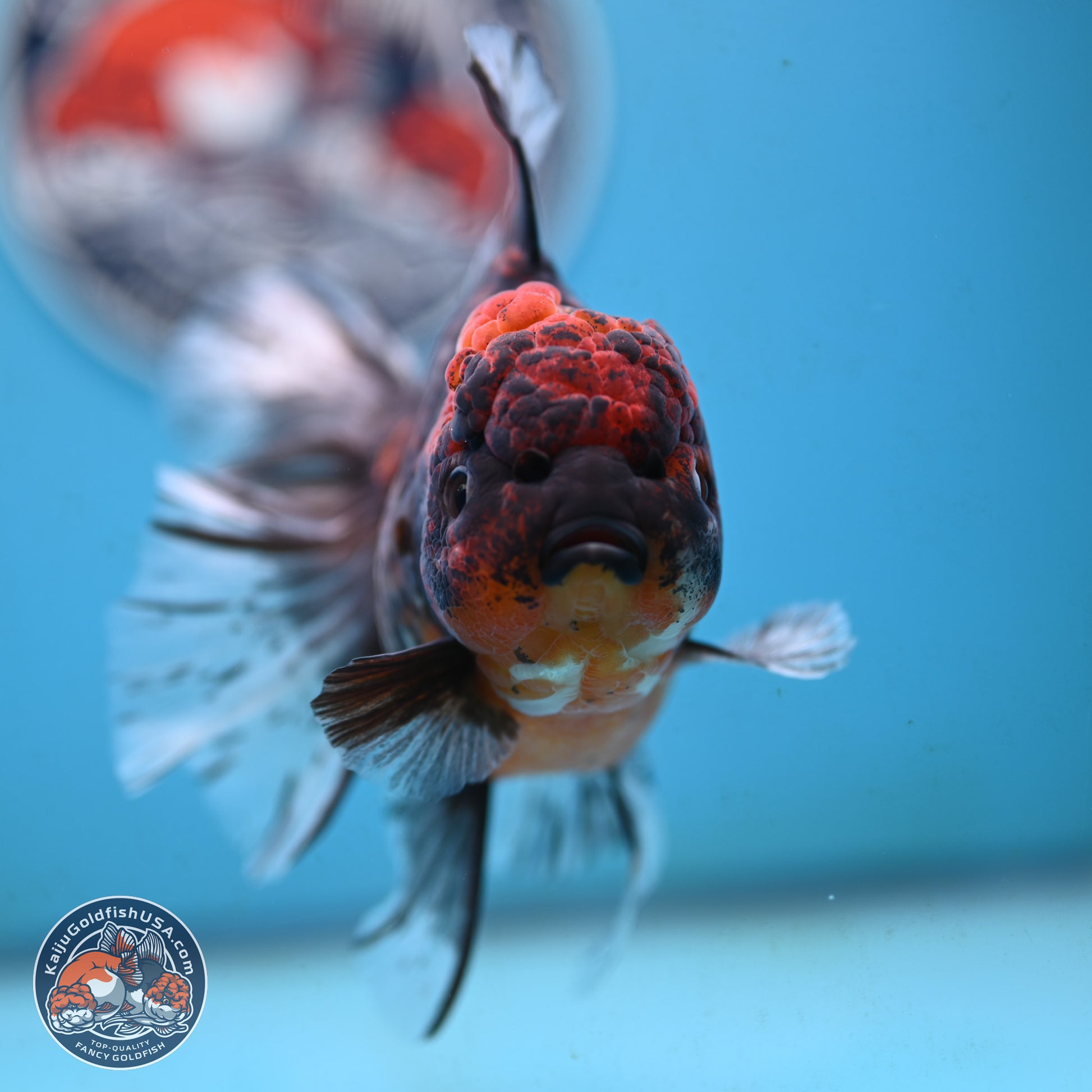 Red Kirin Rose Tail Oranda 4 inches Body - Female (250117_OR08) - Kaiju Goldfish USA