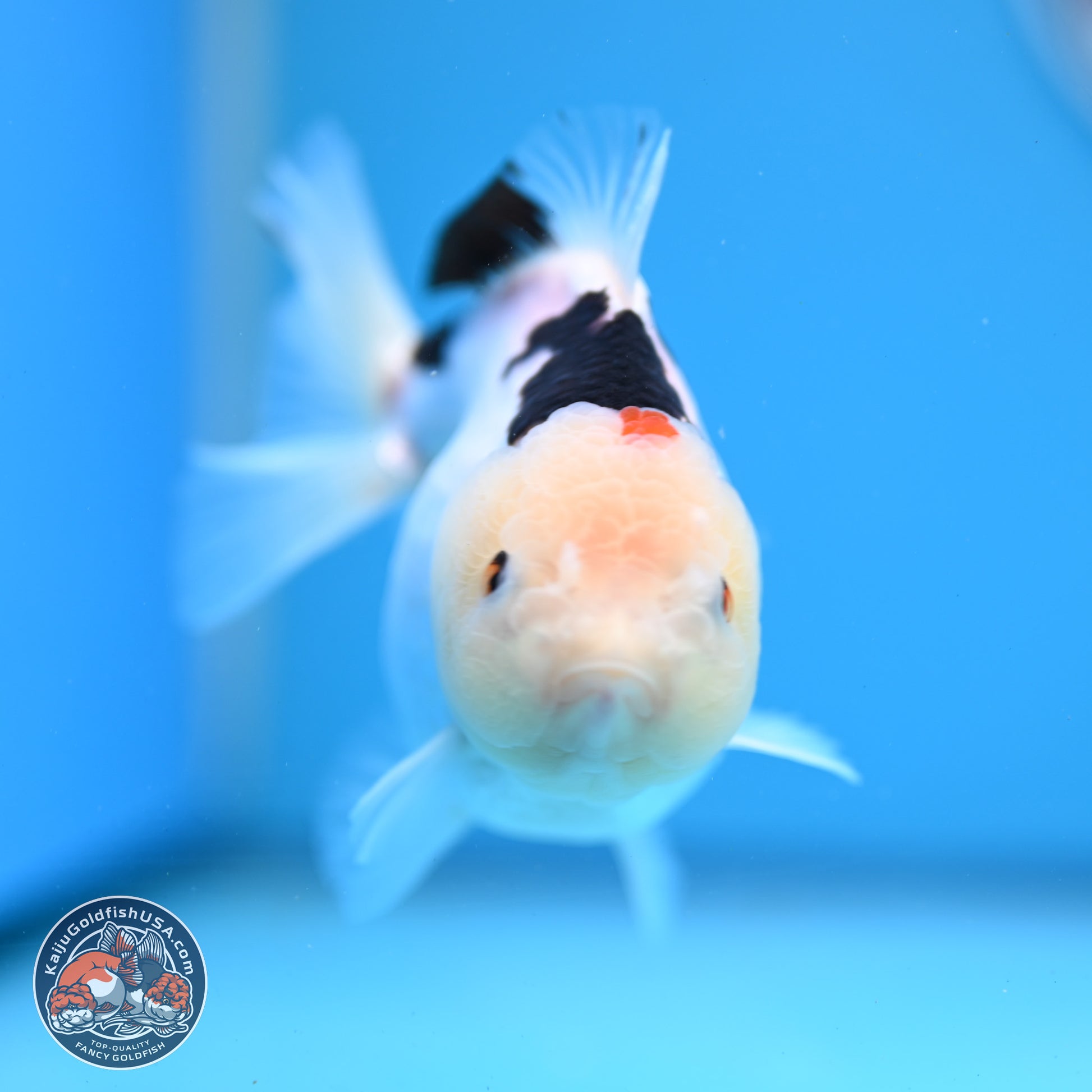 Panda Oranda 3.5-4.5 inches (240913_OR08) - Kaiju Goldfish USA