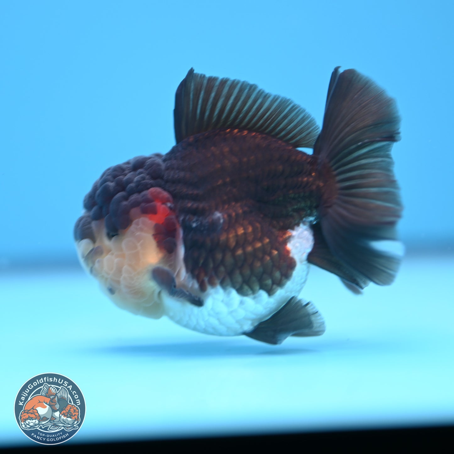 Tricolor Oranda 3 inches Body - Female (241227_OR08) - Kaiju Goldfish USA