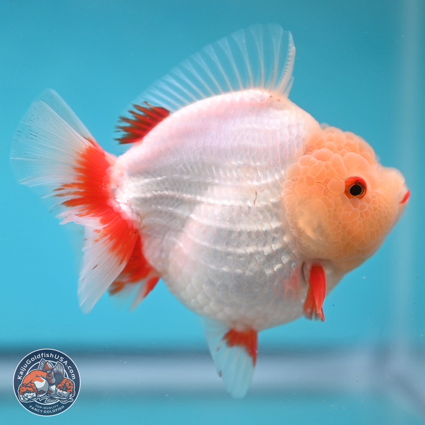 Jade Head Red White YuanBao Oranda 4 inches Body - Female (250131_OR08)