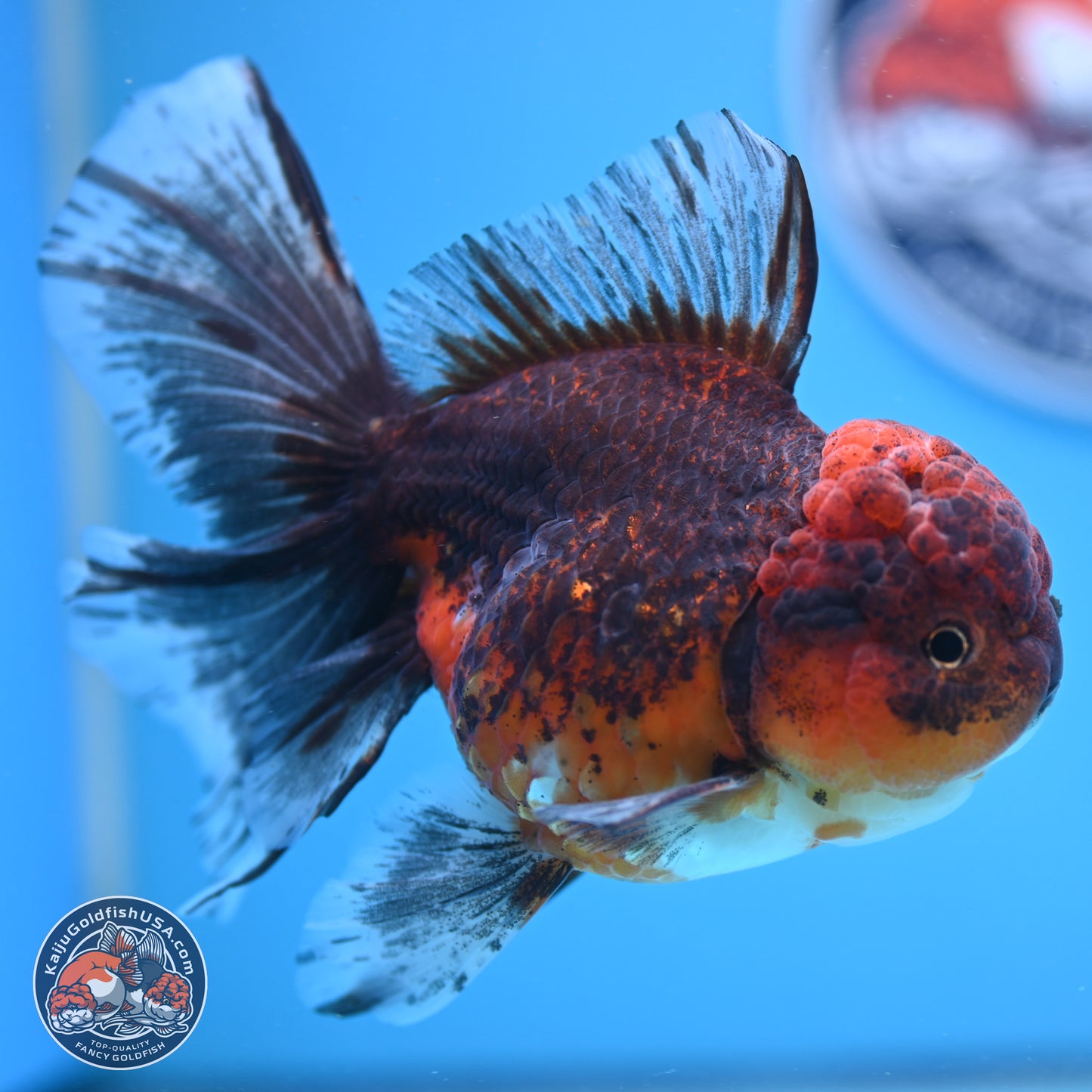 Red Kirin Rose Tail Oranda 6.5 inches - Female (241206_OR08) - Kaiju Goldfish USA