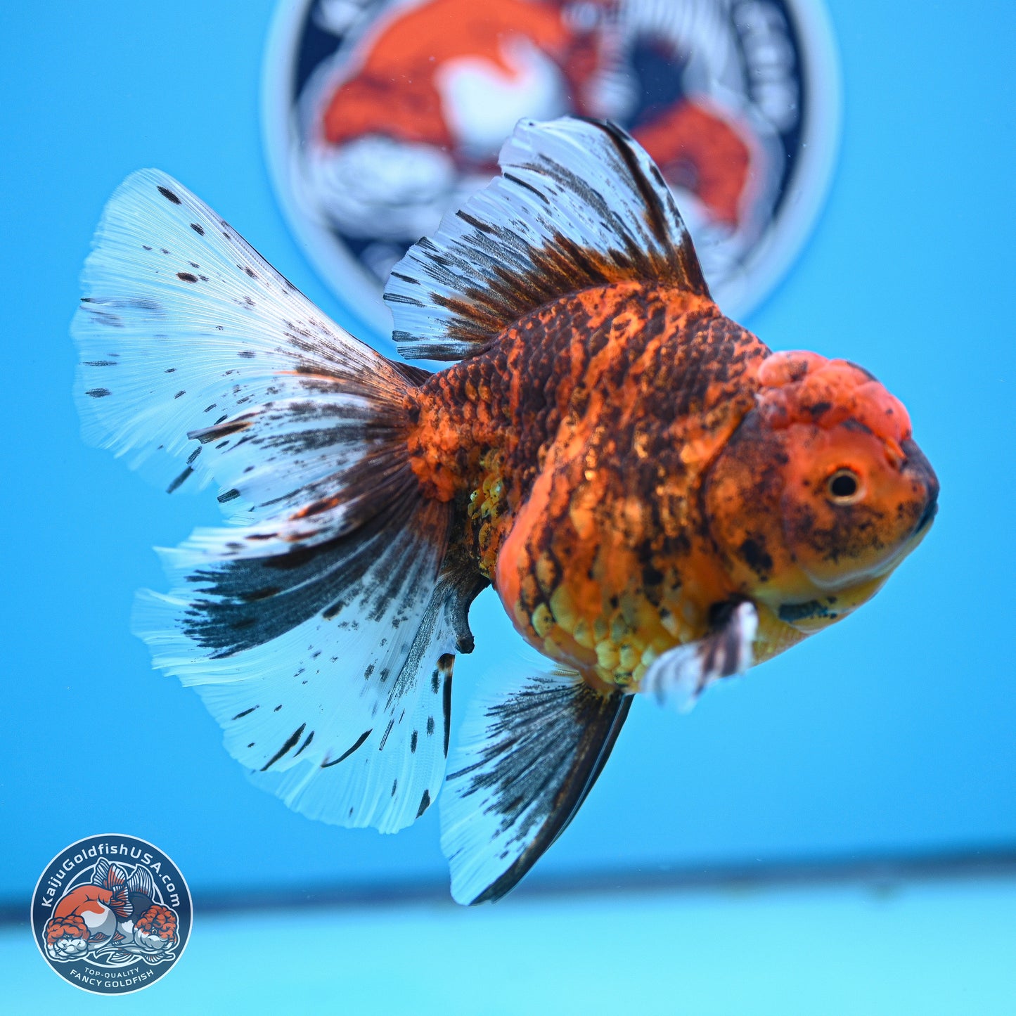 Tiger Butterfly Tail Oranda 7 inches - Female (241129_OR08) - Kaiju Goldfish USA