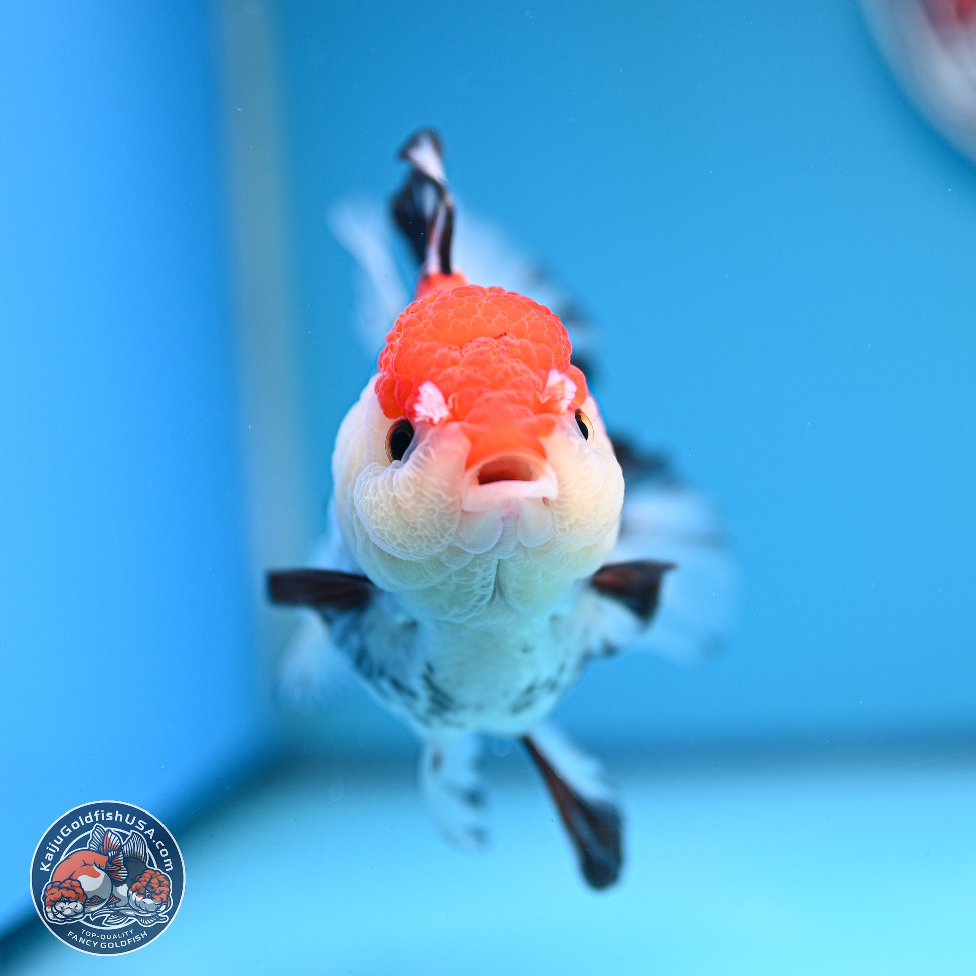 Tricolor Rose Tail Oranda 5.5 inches (241101_OR08) - Kaiju Goldfish USA