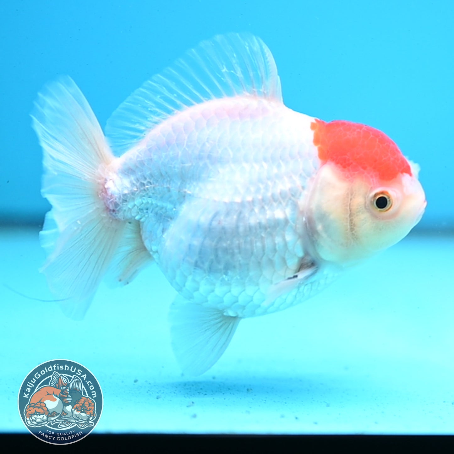 Shogun Tancho Oranda 4 inches Body - Female (250418_OR08)