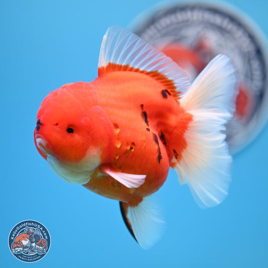 Tiger Rose Tail Oranda 3.5 inches Body - Female (250221_OR08)