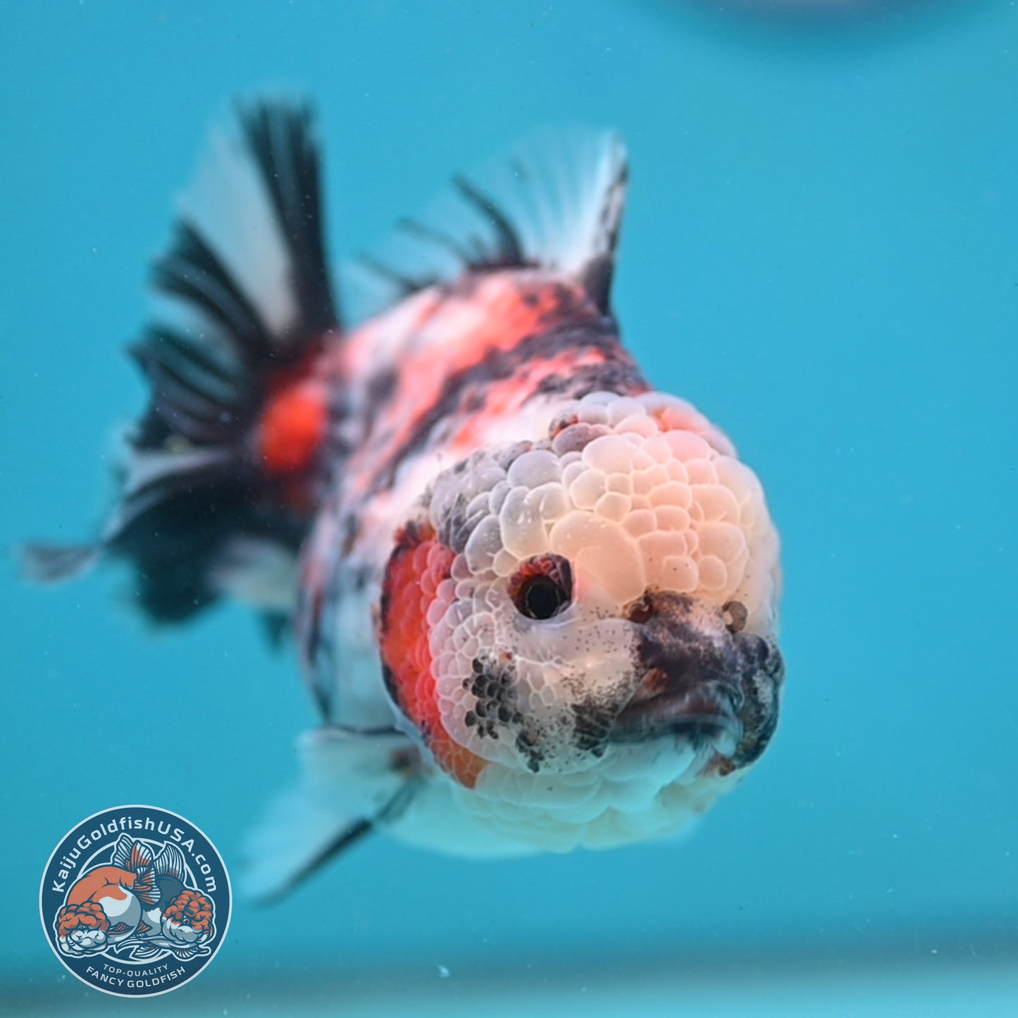 Tricolor Tiger Oranda 4 inch Body (251003_OR08)
