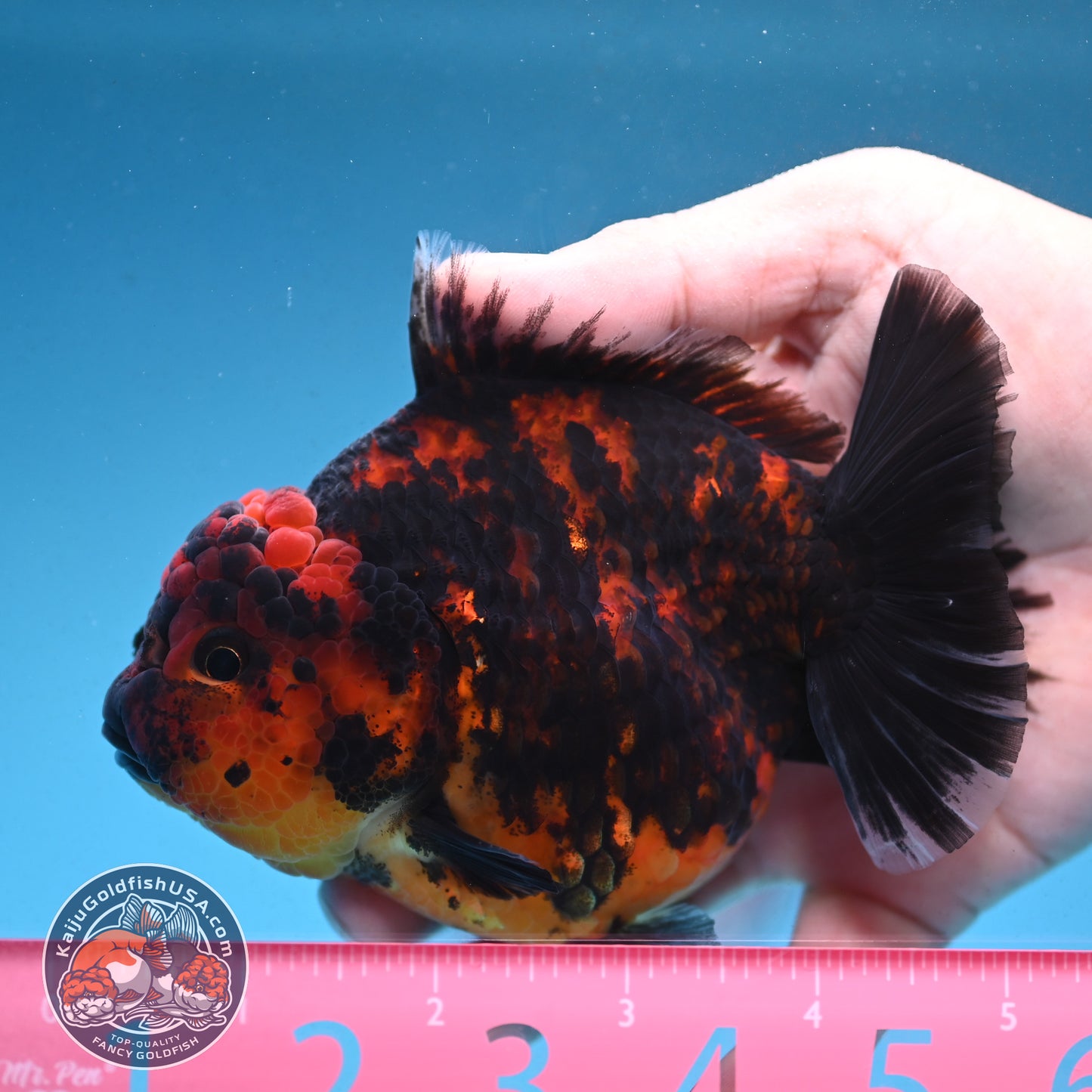Tiger Oranda 4 inch Body (250912_OR08)